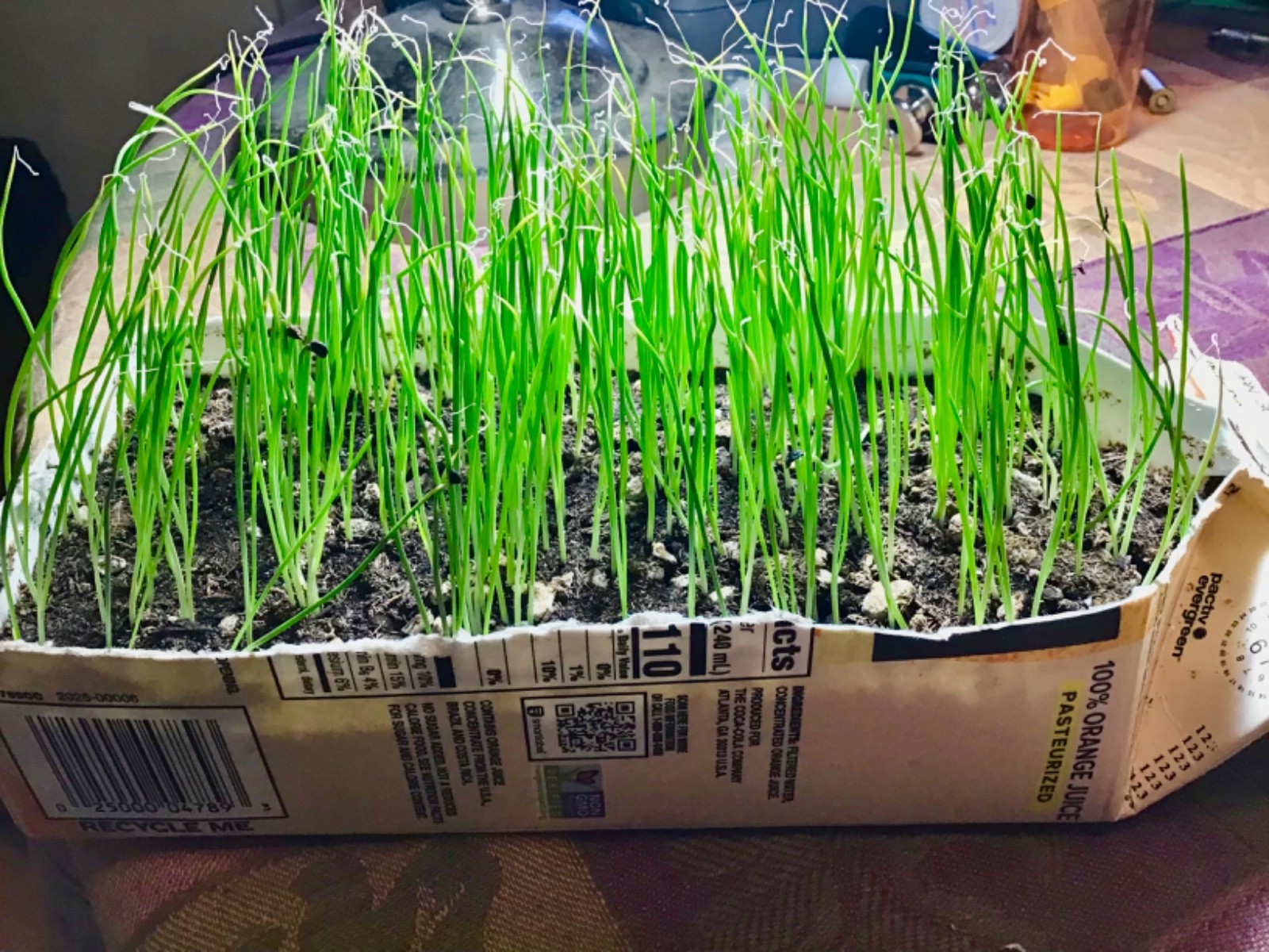 Shallot Seeds 500+ seeds!-Comercial Quantity • Early Giant Heirloom-Very Fertile