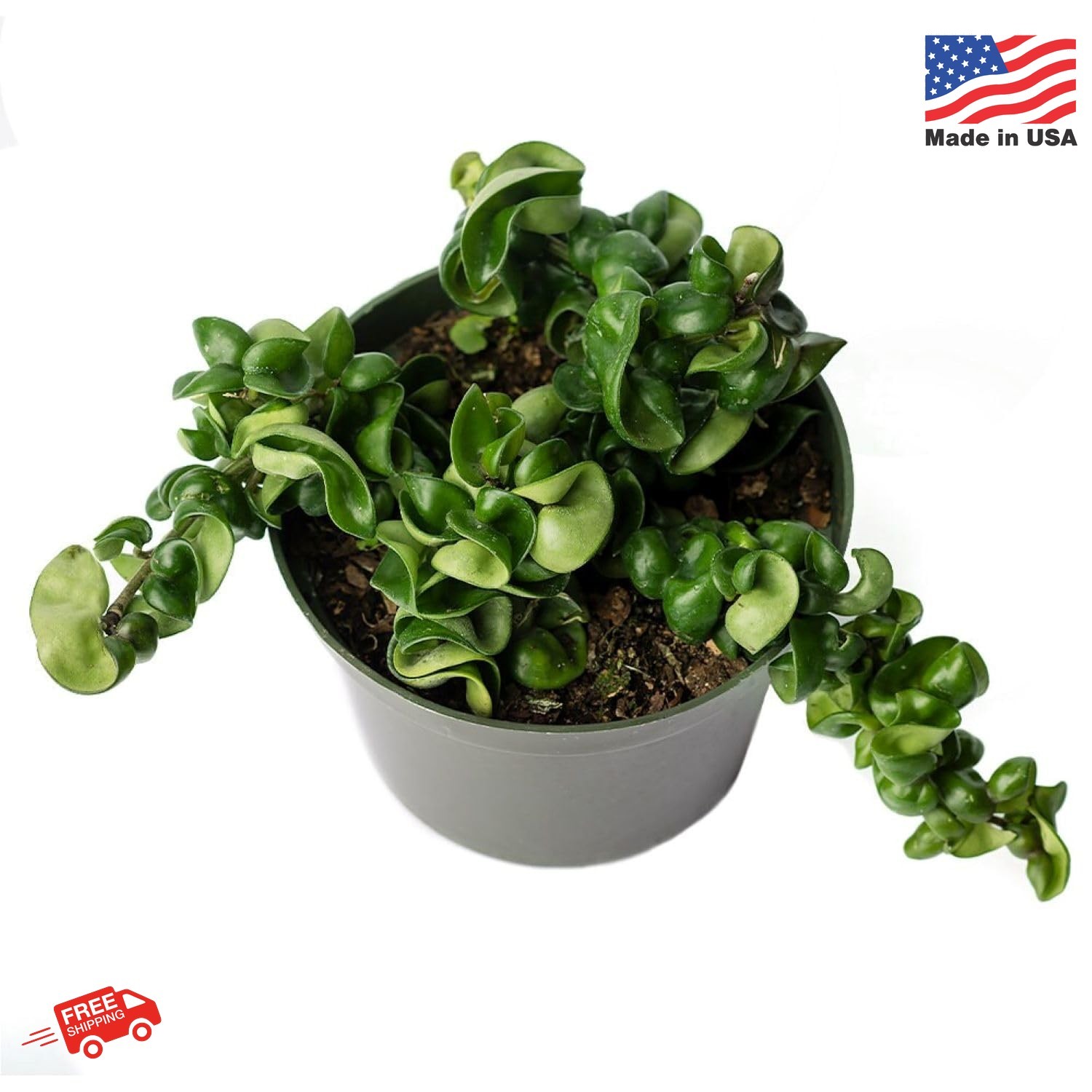 American Plant Exchange Hoya Compacta Hindu Rope, 6-Inch Pot, Live Flowering Wax