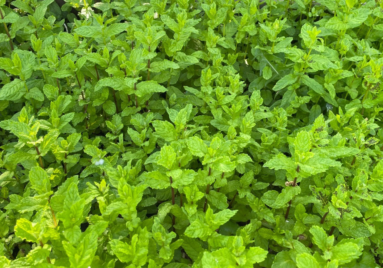 6+ Organic Spearmint Mint Plants, (Live) Aromatic herbs Bare Roots