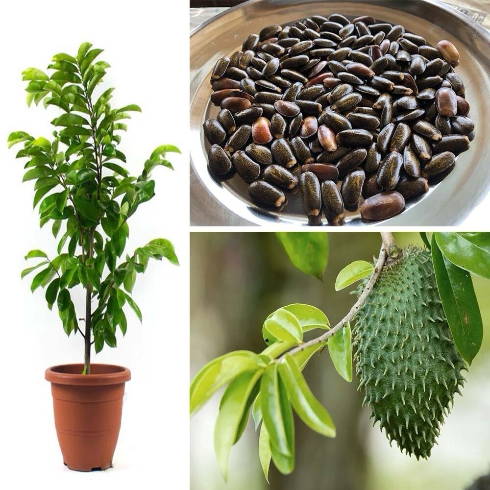 200 Soursop Seeds Graviola (Annona Muricata) Guanabana