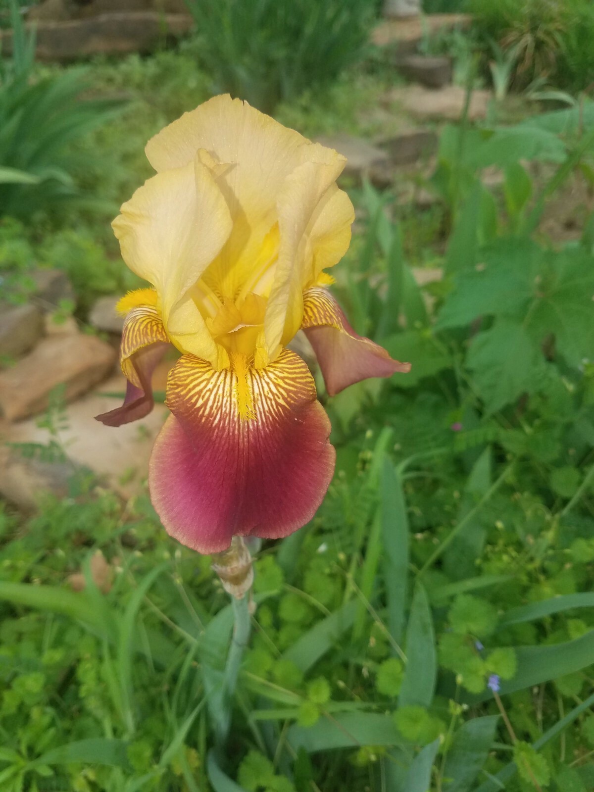 5x MIXED VARIETIES/COLORS BEARDED IRIS BULBS RHIZOMES