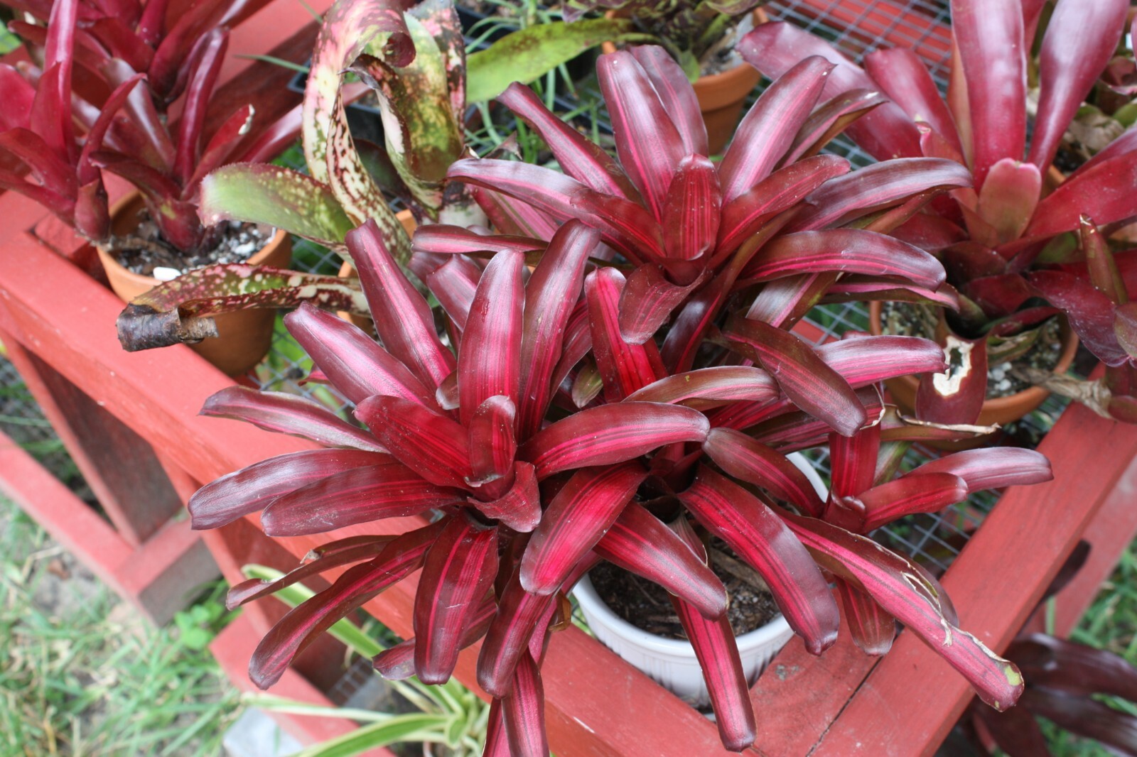 8 assorted bromeliads mix lot SMALL plants neoregelia vriesea billbergia pups