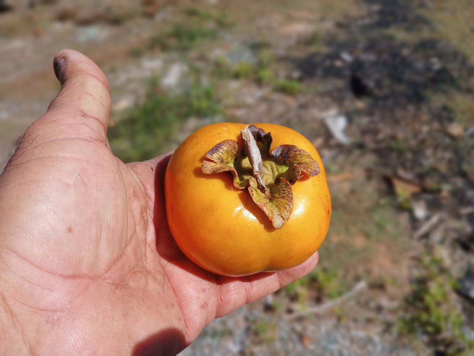 10 PCS FUYU FLAT SHAPE PERSIMMON TREE UNROOTED CUTTINGS 8″ Long For Grafting