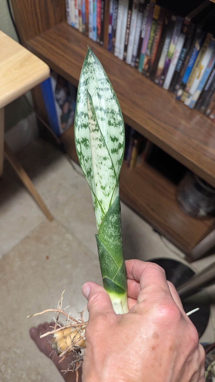 Variegated Snake Plant – Sansevieria laurentii & ‘Sansevieria zeylanica’ two