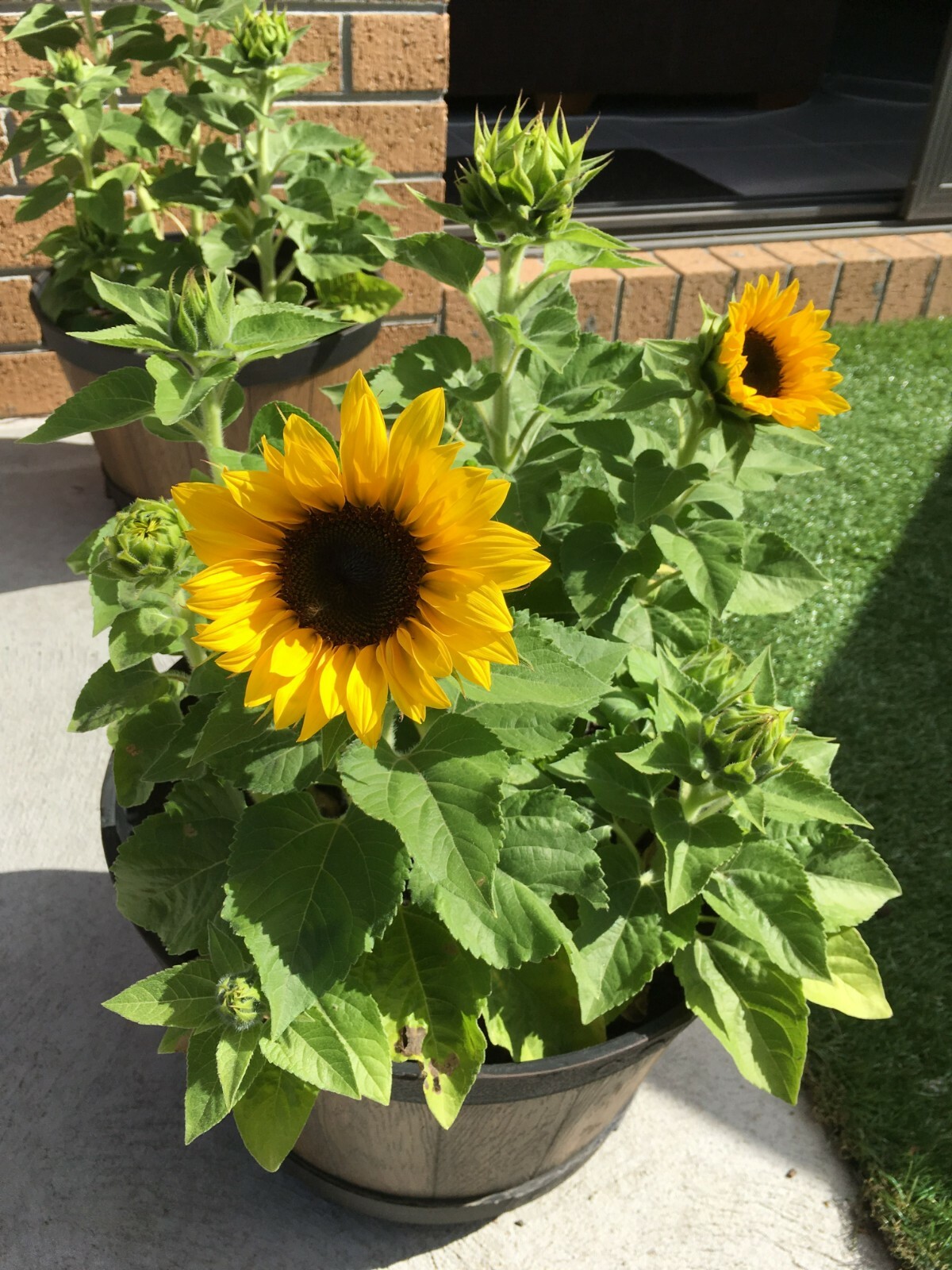 25 Sunspot Dwarf Sunflower Seed Heirloom NON-GMO Fresh Seed CUTE, STUBBY, & FUN
