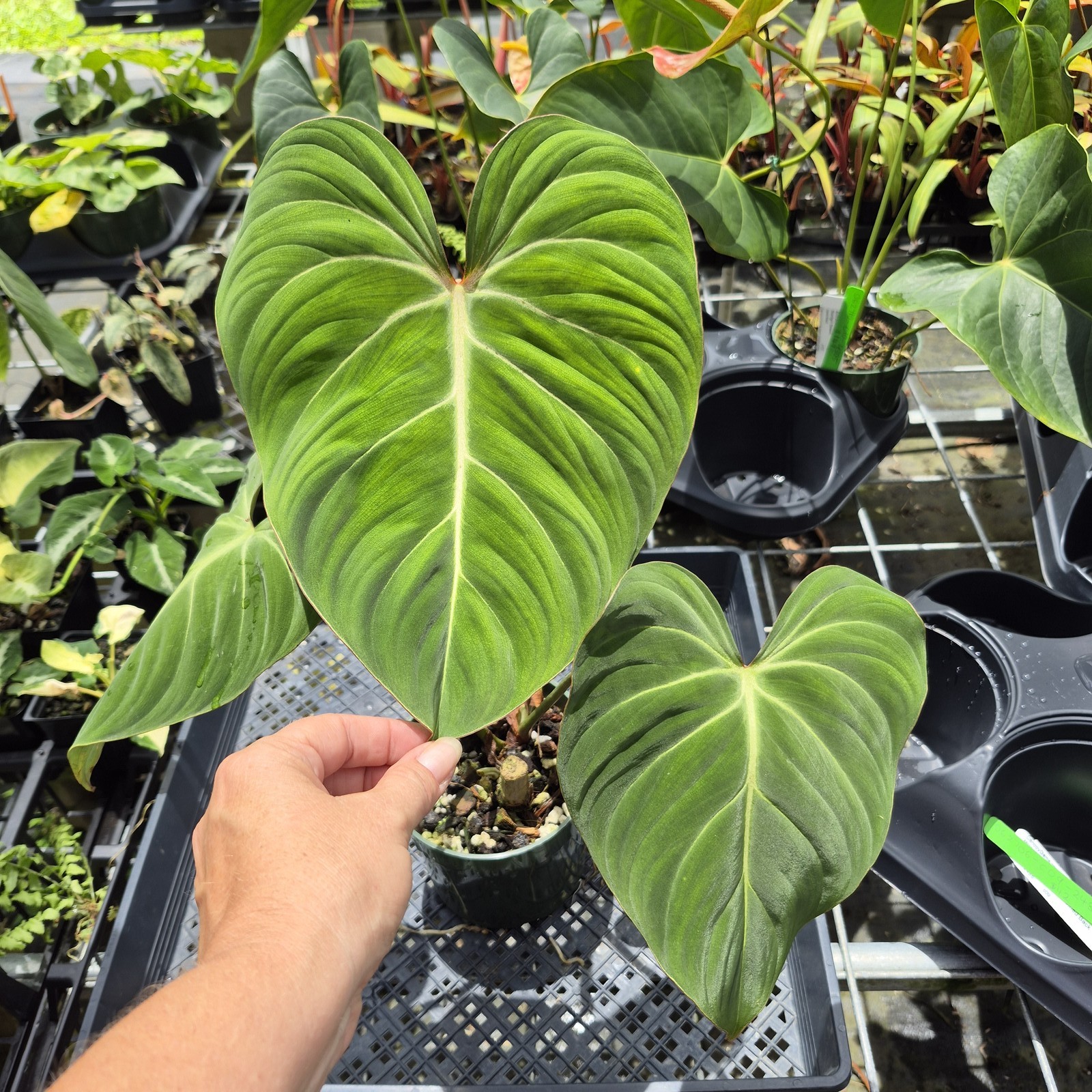 Philodendron Gloriosum, Pink Veined Back, Exact Plant Ships Nationwide