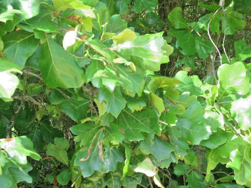 12 BLACKJACK OAK ACORNS – Quercus marilandica marilandica