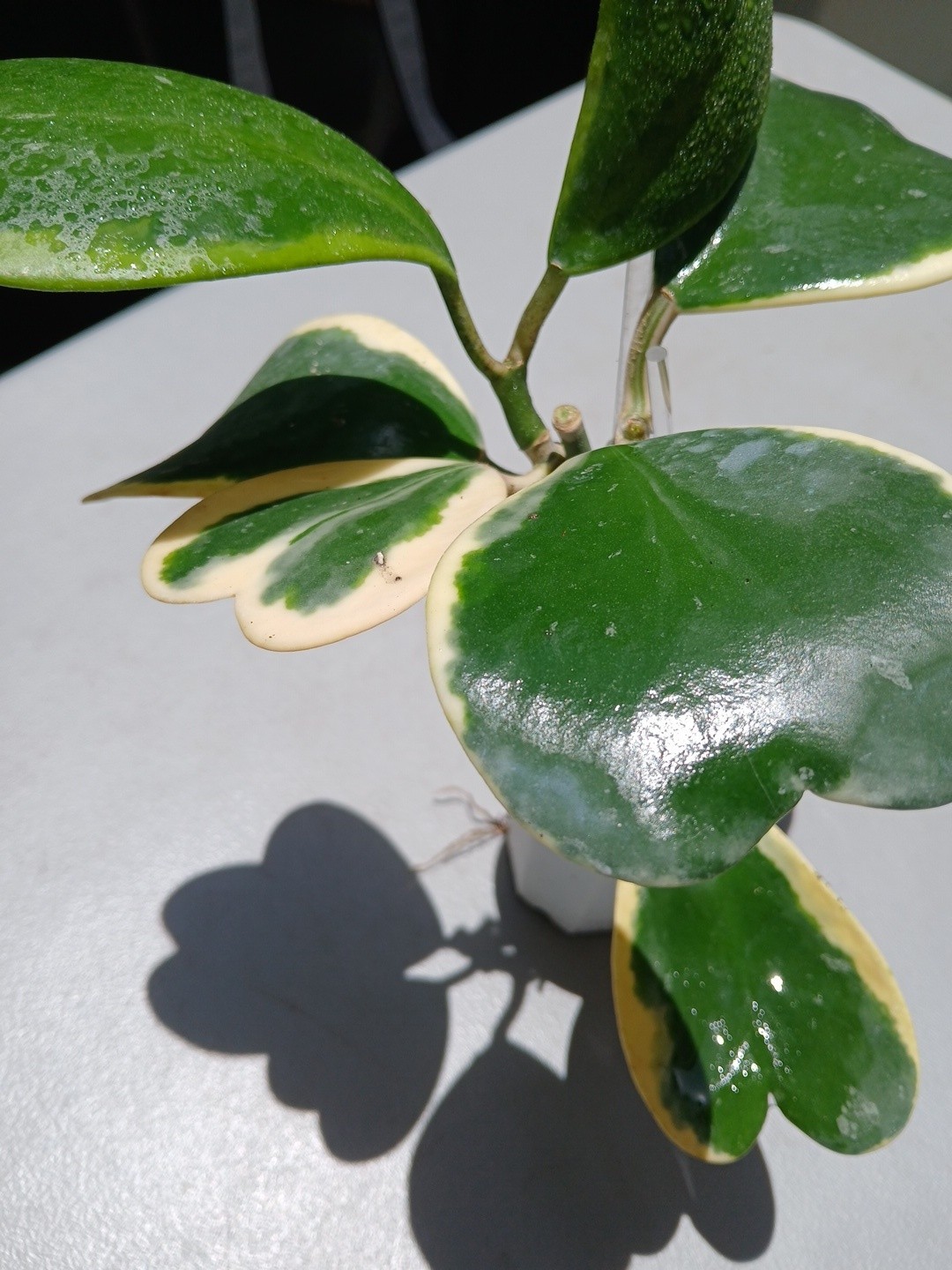 #913- HOYA KERRI VARIEGATED LIVE PLANT, LARGE LEAF, LARGE PLANT,