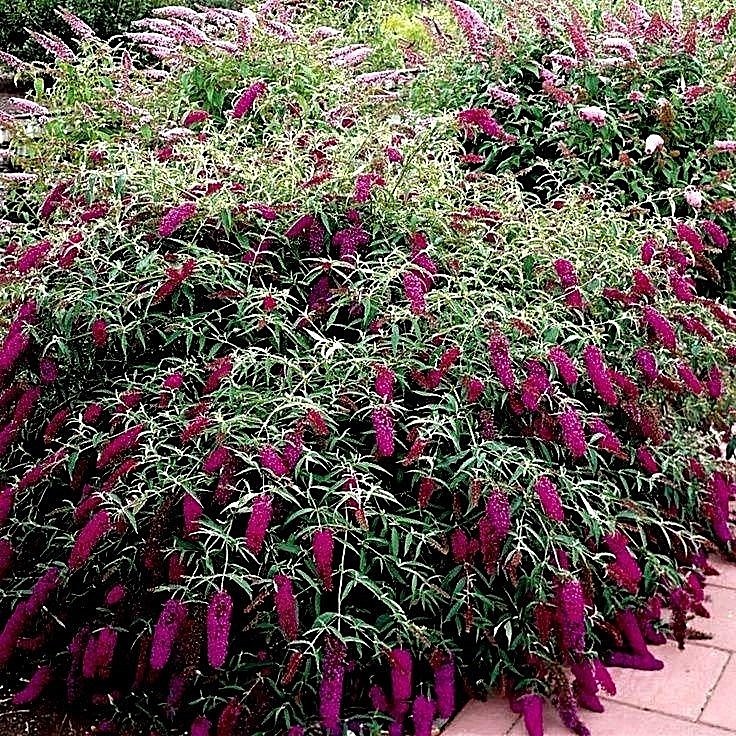 Custom Butterfly Bush Mix Seeds 150 Seeds- Easy to grow -Comb S/H See our store