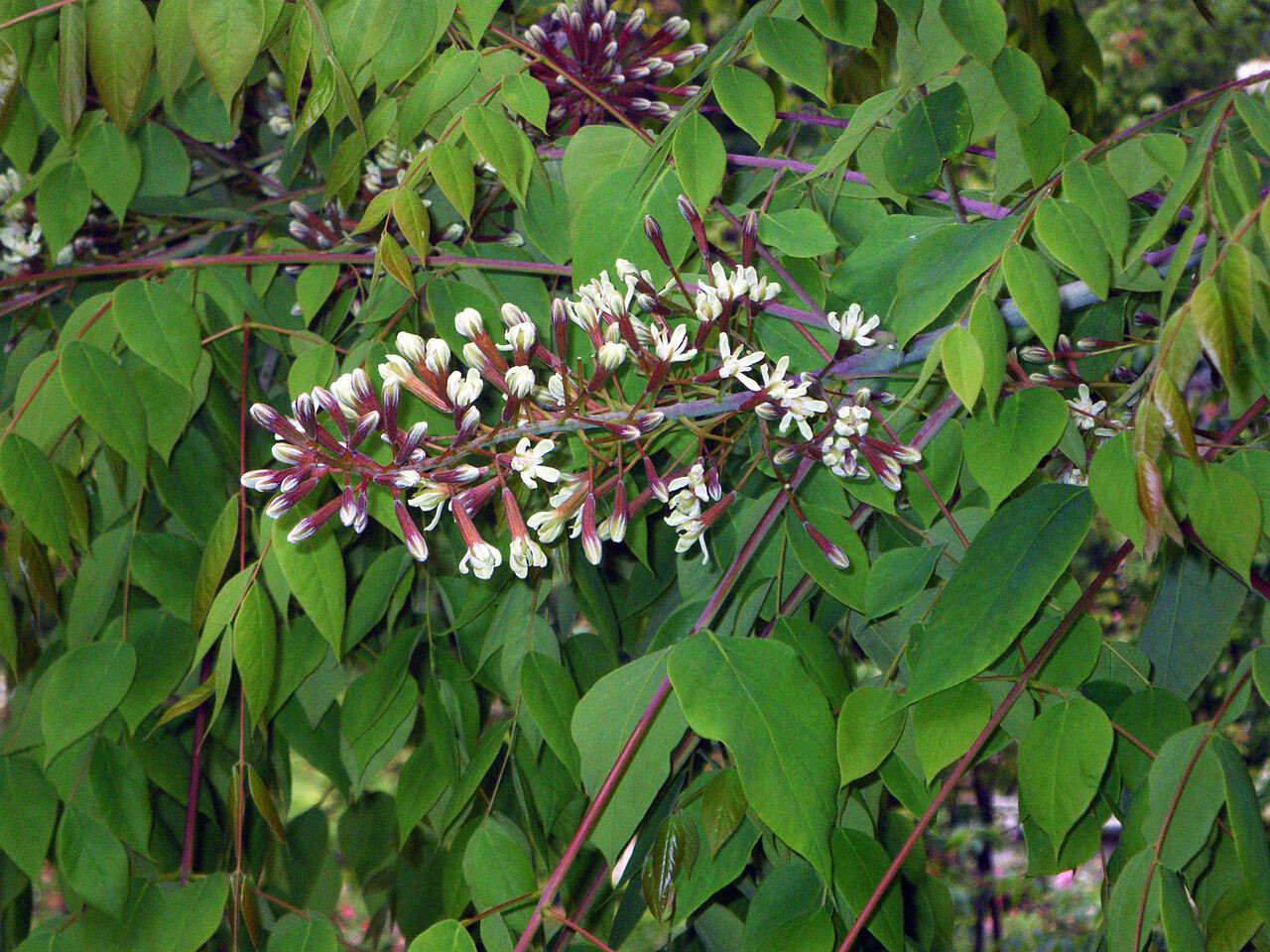 Kentucky Coffee, Gymnocladus dioicus, Tree Seeds (Fast, Hardy, Fall Color)