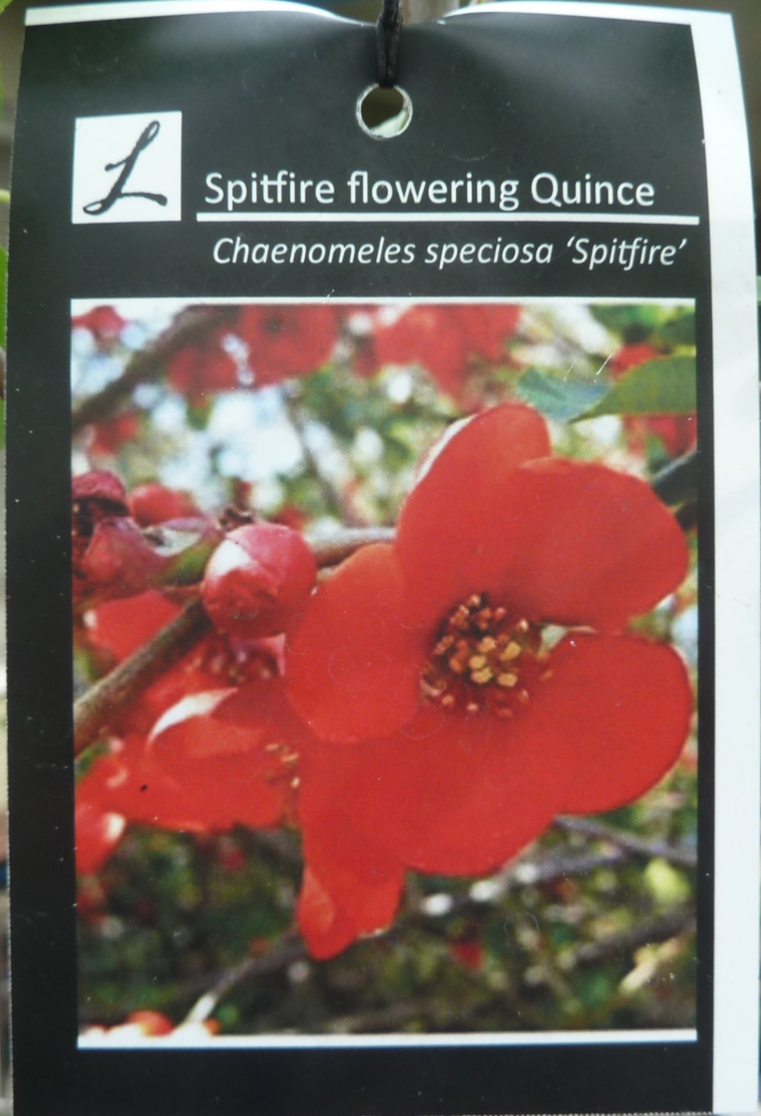 Chaenomeles Spitfire Japanese Flowering Quince Pre Bonsai Dwarf Shohin Flowers