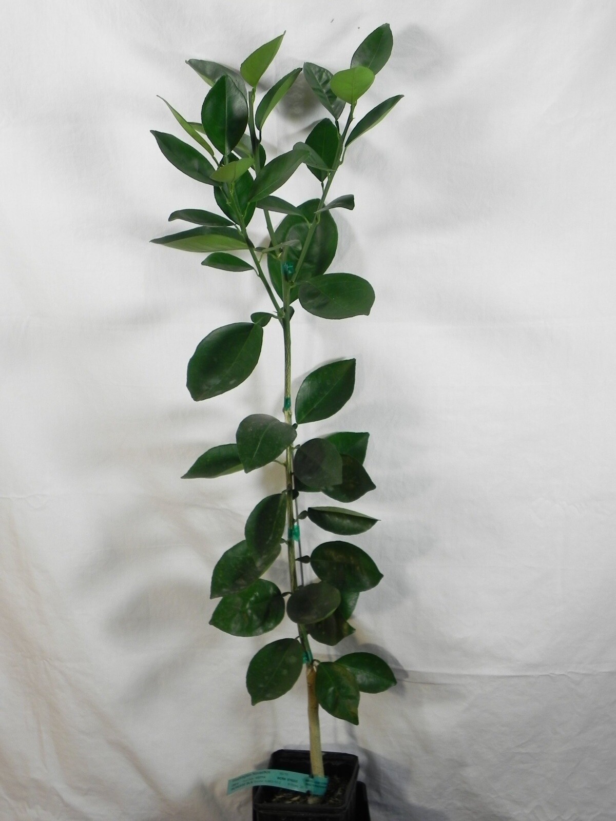 Florida Only!! Glen Navel Orange Tree 26-30”tall, grafted plant