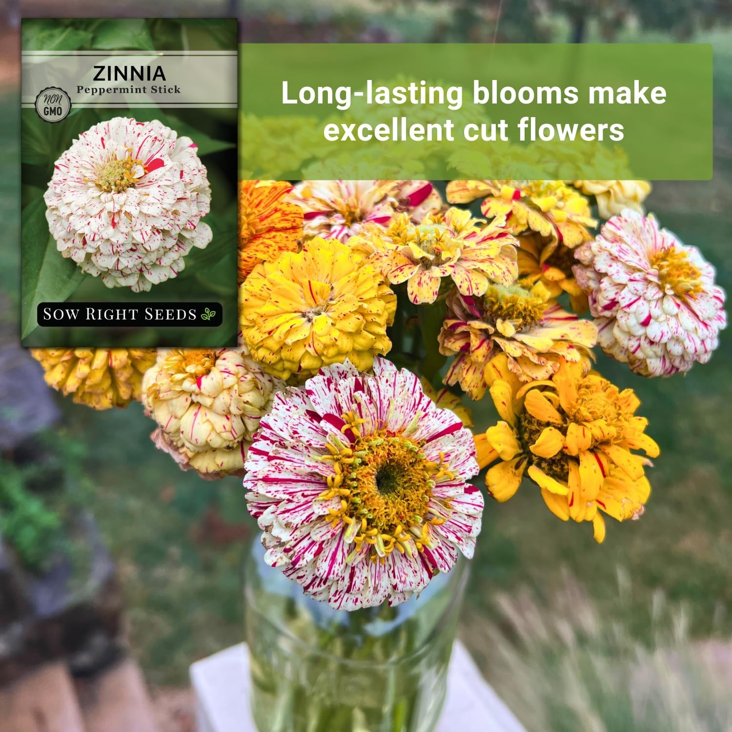 Sow Right Seeds – Peppermint Stick Zinnia for Planting – Non-GMO mix