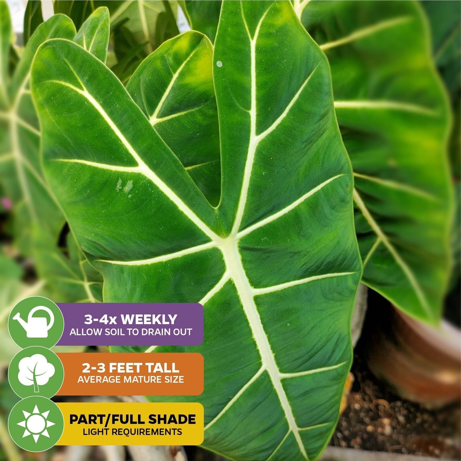 Frydek Elephant Ear – Alocasia – Live Plant