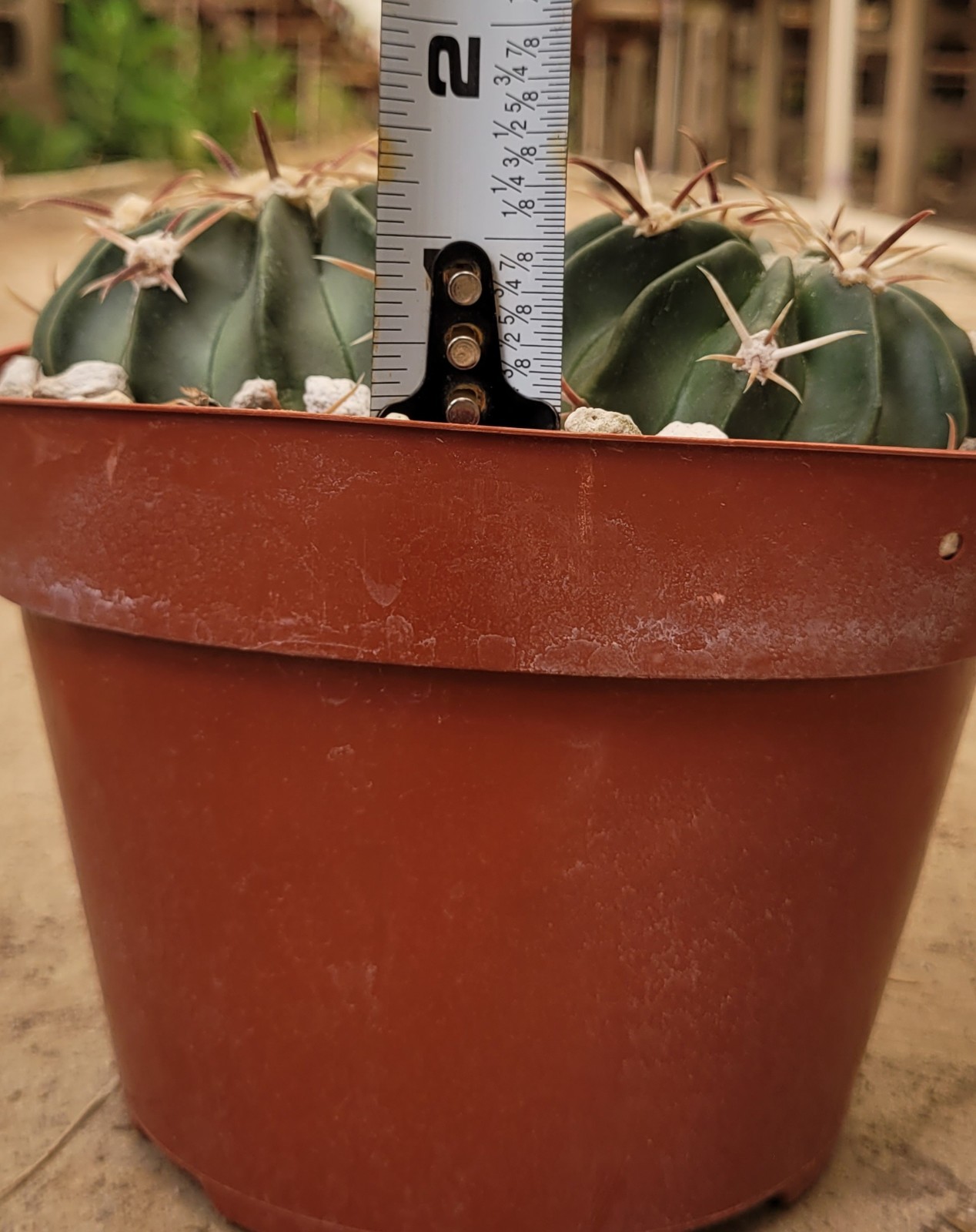 Two Echinocactus Texensis ‘Horse Crippler’ – Bare Root