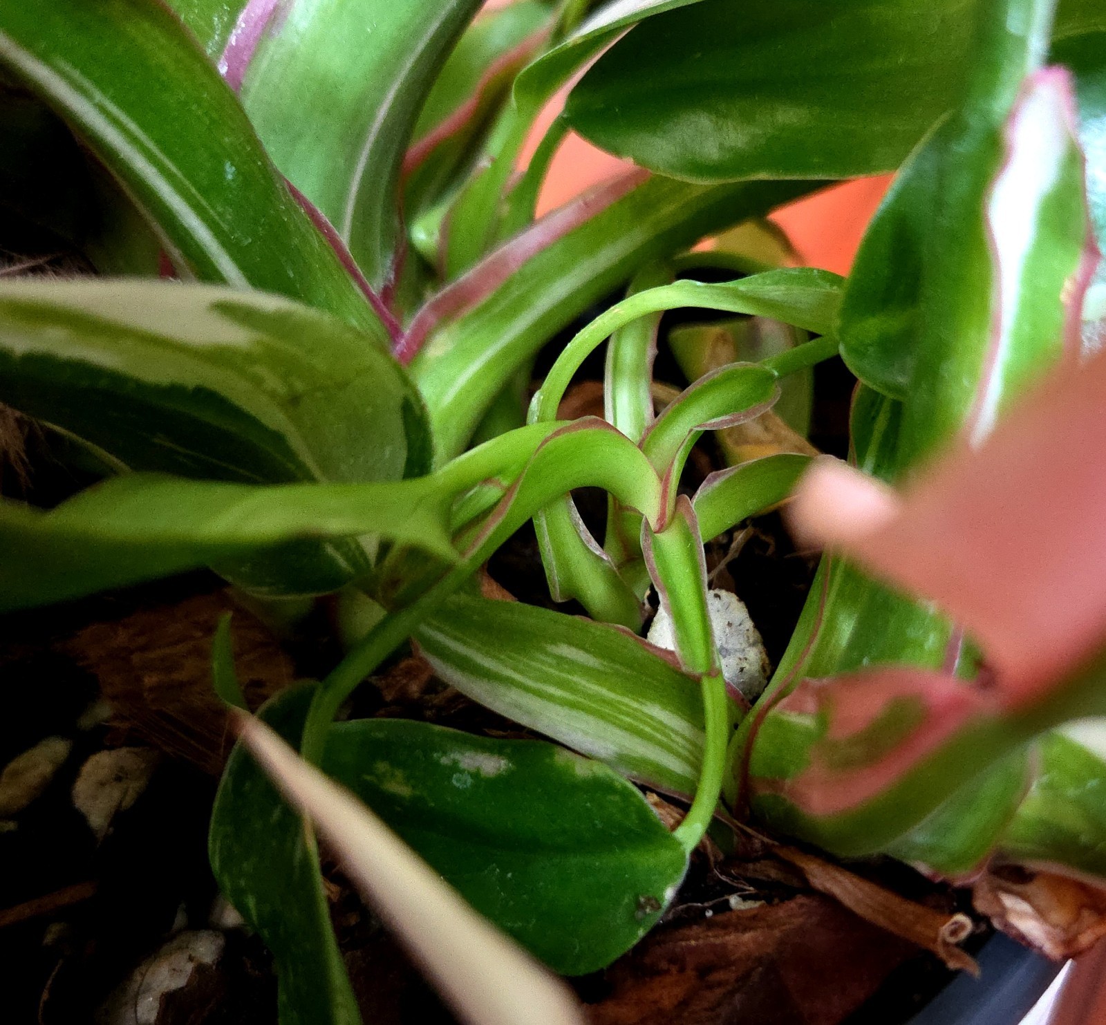 Rare Philodendron White Princess Tricolor 25″ Tall w/ Pups Not Aroid Anthurium