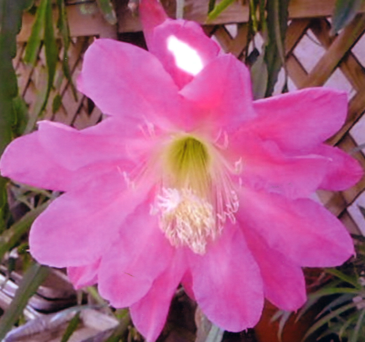 20 Mystery Epiphyllum Orchid Cactus Cuttings, Mixed colors, Assorted – Not Named