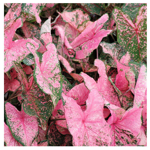 Pink Beauty Caladium Bulb – One Top Size Bulb – Zones 9-11