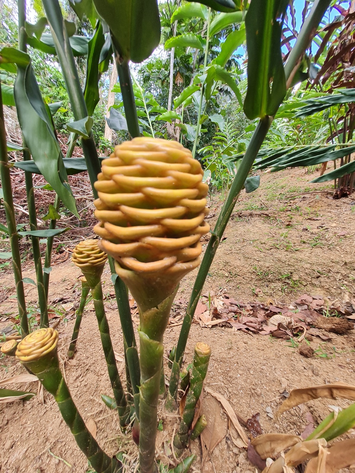 EARLY GOLD SHAMPOO GINGER LIVE RHIZOME PLANT EXOTIC TROPICAL ZINGIBER