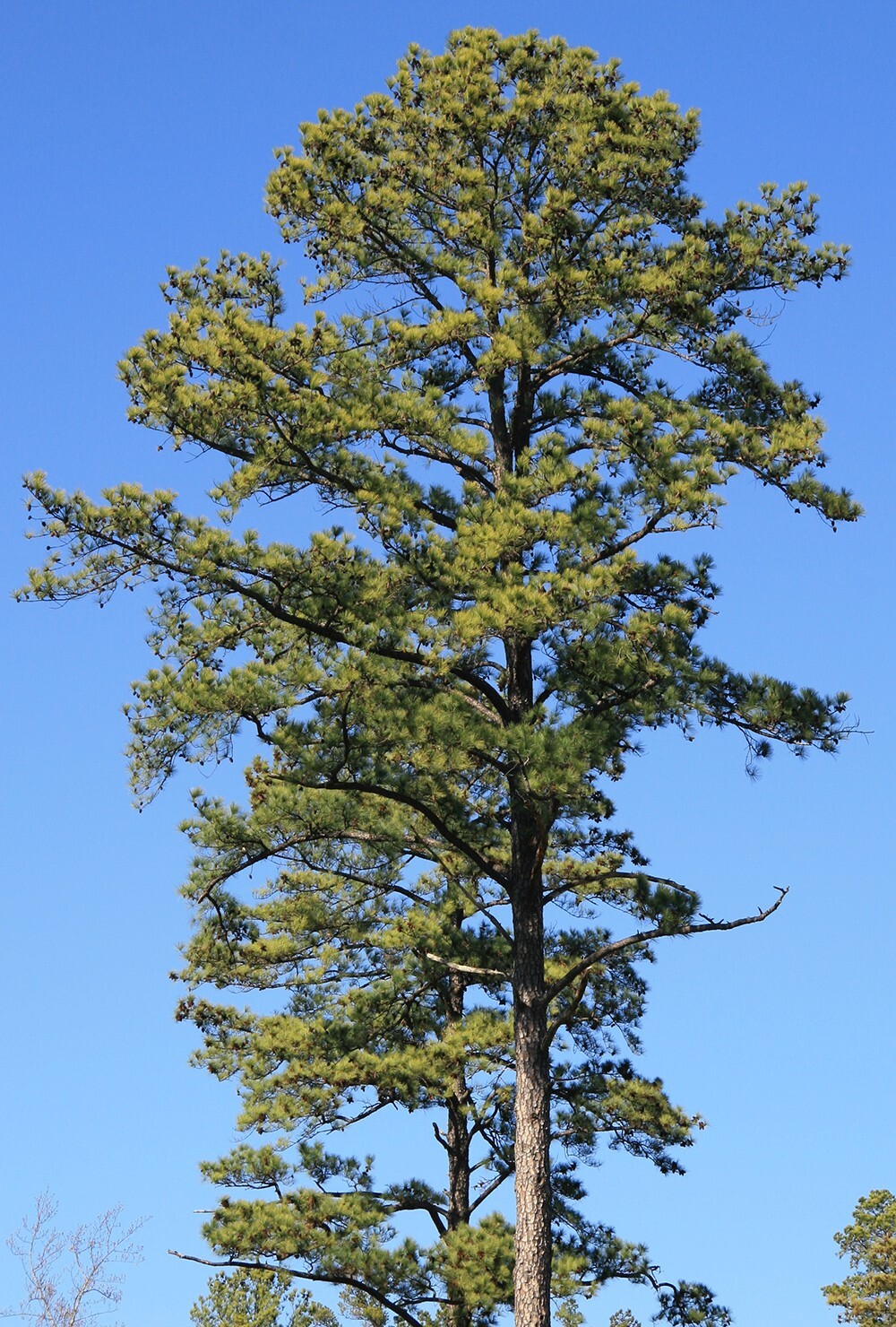 Loblolly Pine Tree | Premium Seeds | Pinus taeda | Plants’®
