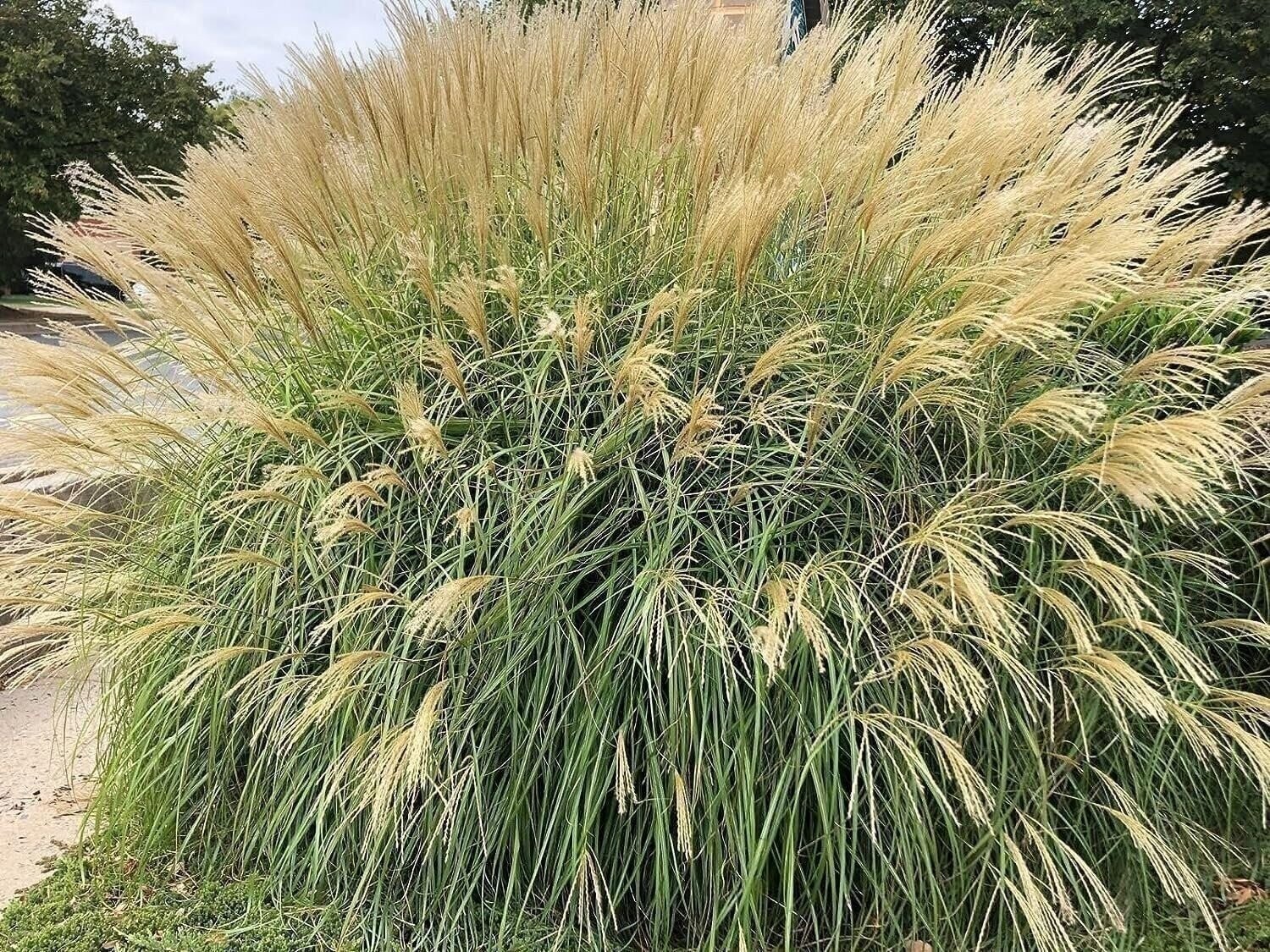 Adagio Maiden Grass | 2 Inch | Miscanthus sinensis | Ornamental Grass Plant