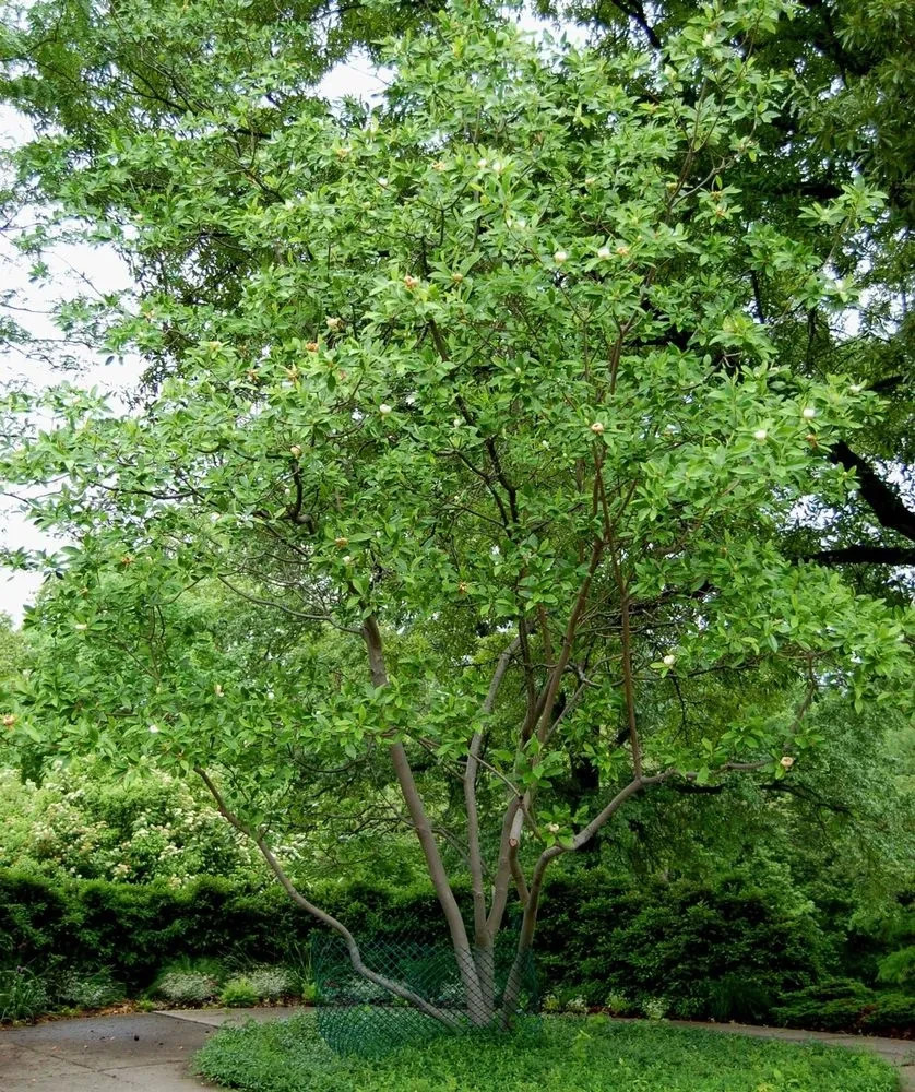 1 Sweetbay Magnolia Tree 12-24″ Magnolia virginiana Bare Root