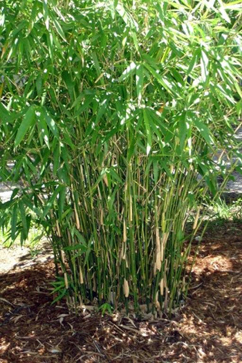 Green Hedge Clumping Bambusa / Bamboo -1 Value Priced Division / Rhizome / Plant