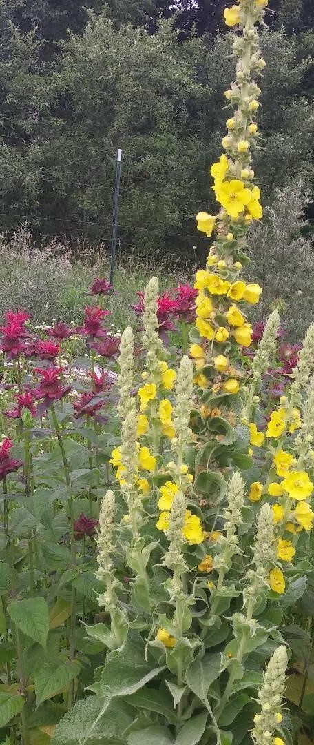 Mullein (Verbascum thapsus) Seeds, qty 100+, organically grown