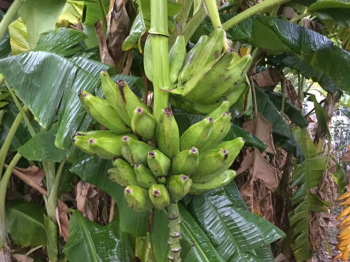 Banana Plant, Orinoco Banana, ‘Musa accuminata’
