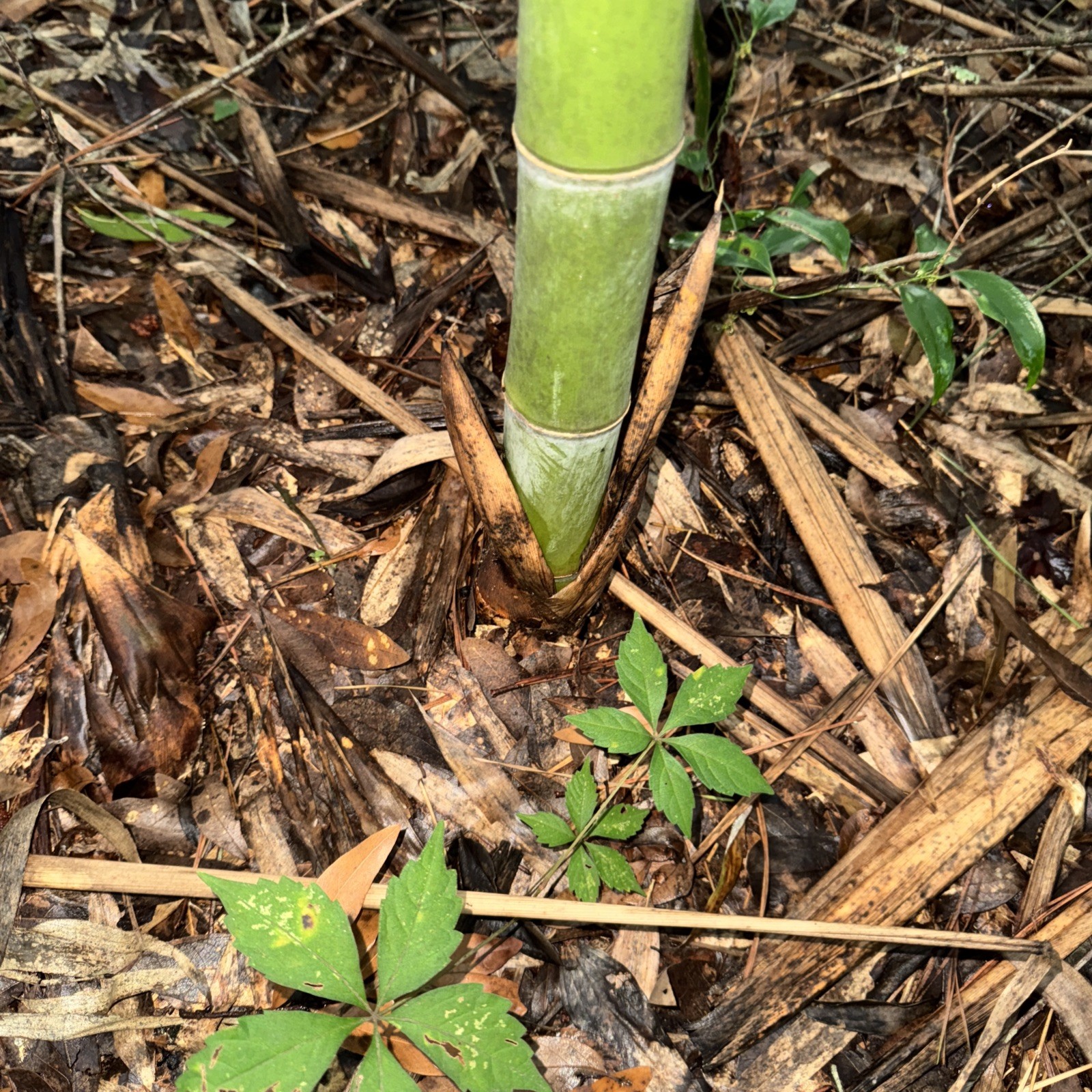Live Bamboo Root 6pc per order, 5 in or longer.