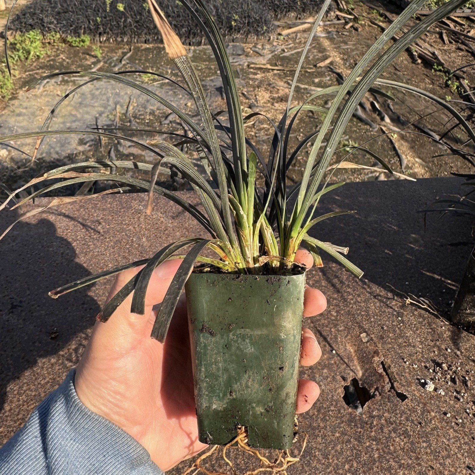 Pack of 1, Black Mondo Grass, Ophiopogon planiscapus ‘Nigrescens’,ONE Live Plant