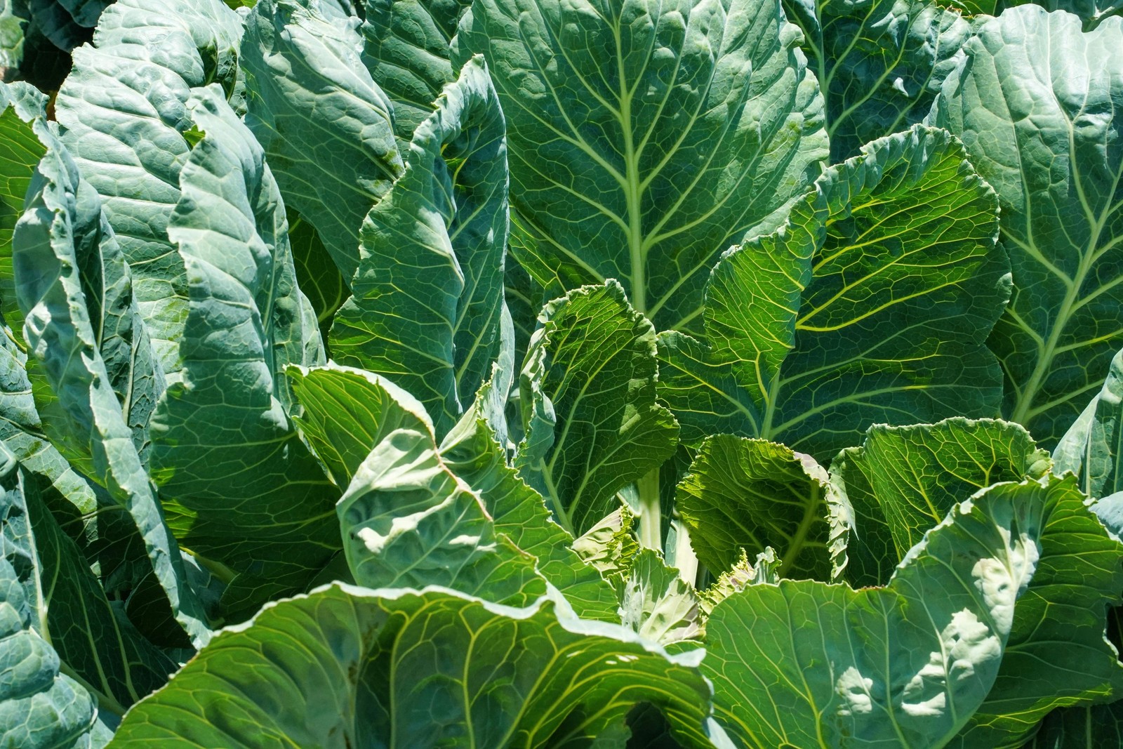 1000 GEORGIA COLLARDS (SOUTHERN / Walking) Collard Greens Brassica Oleracea Seed