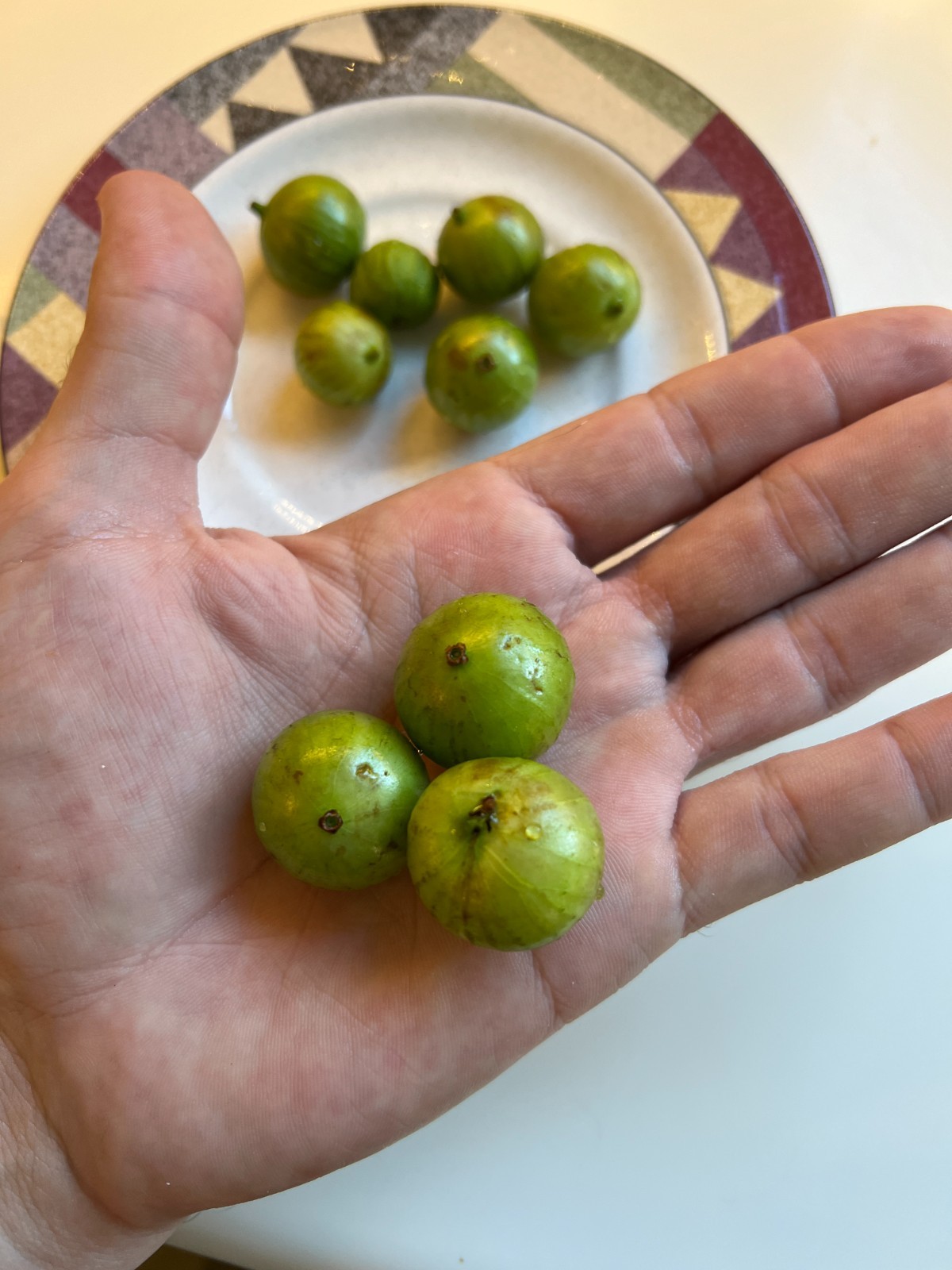 AxP “White” Jaboticaba Seeds – Aureana x Phitrantha Cross Hybrid From Hawaii
