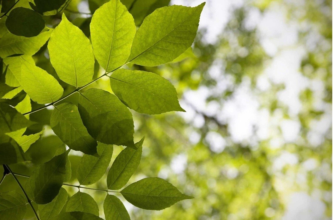 Live Ash Tree Well Rooted Plant 1-3 yo 8-40″+ Tall Native