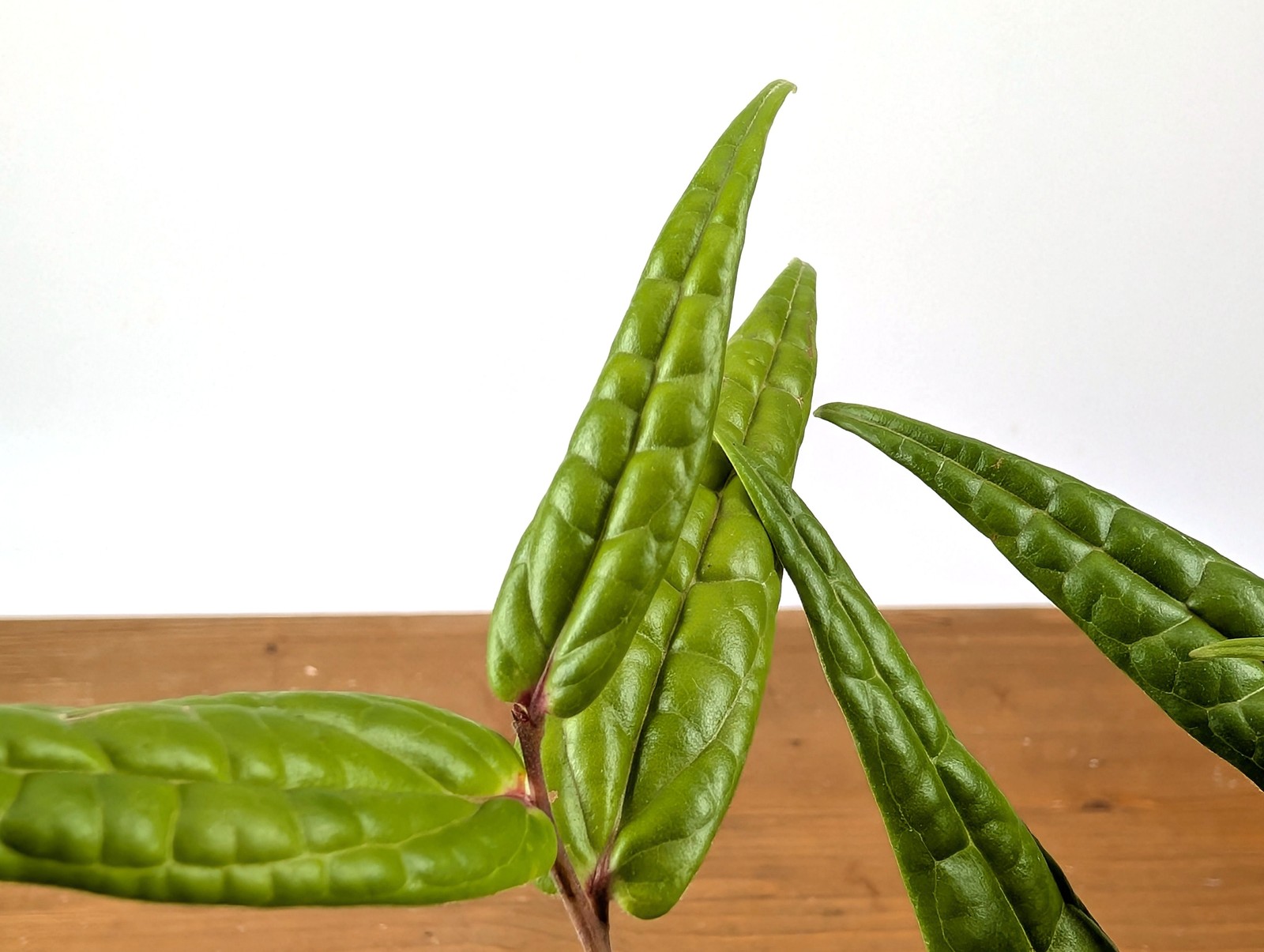 Ceratostema Pedunculatum Pot Size: 3-4″ – Grower’s Choice