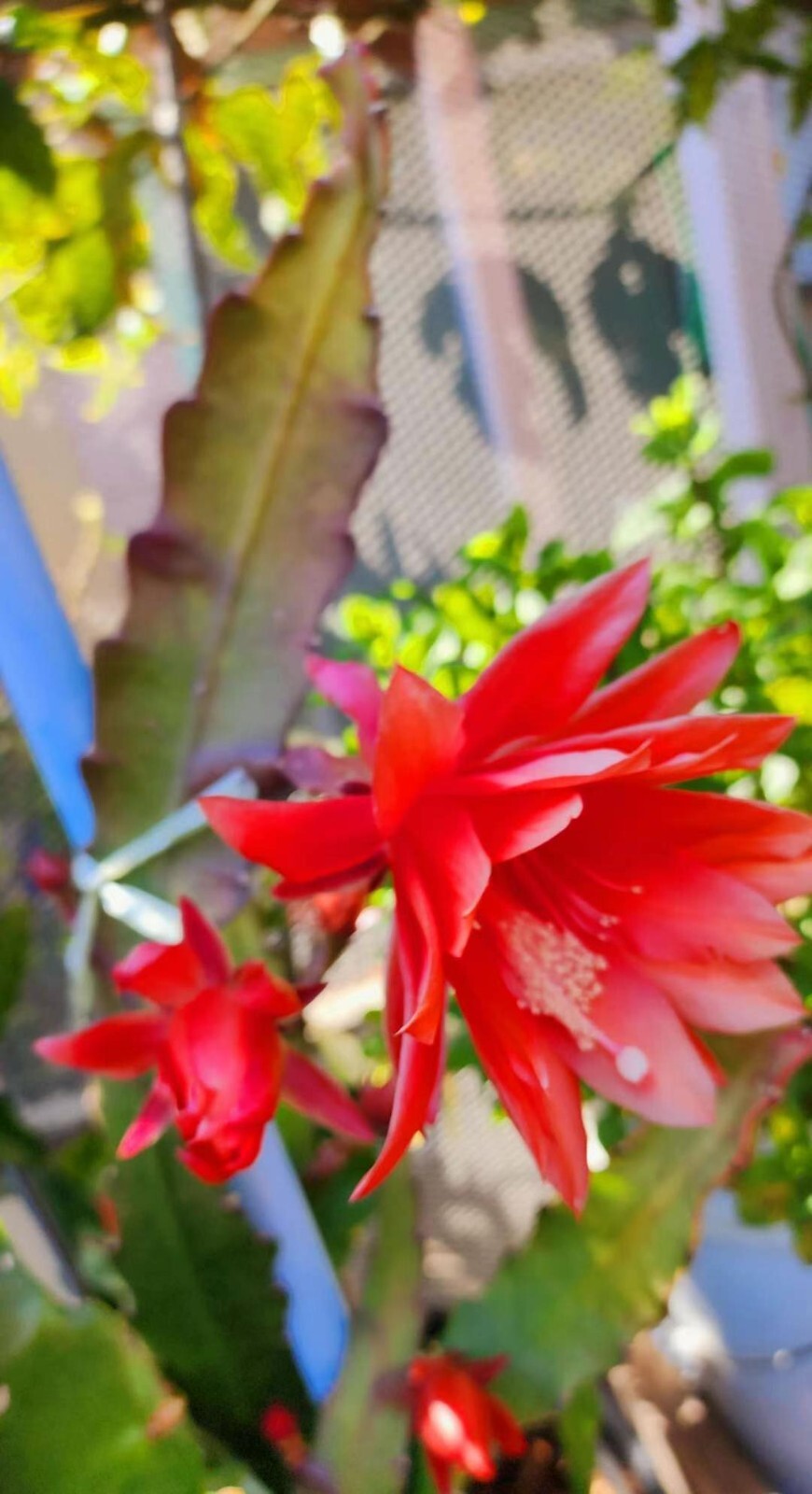 Epiphyllum Oxypetallum (Queen of the Night) Pink, red or yellow Color 6-15″