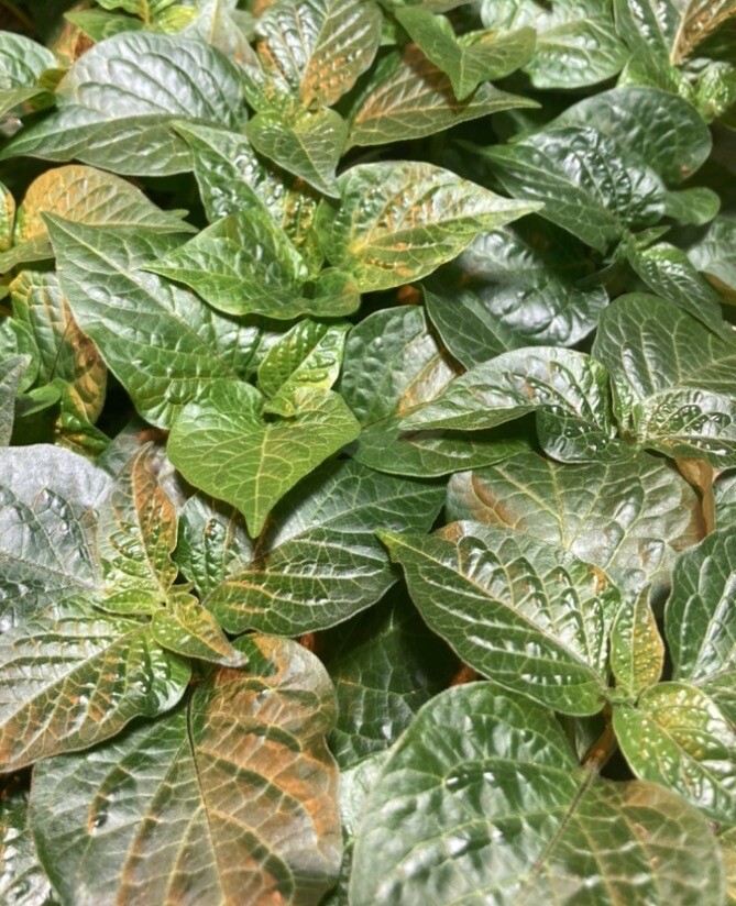 CARIBBEAN RED HABANERO CHILI LOT OF 3 Super Hot Pepper LIVE PLANTS