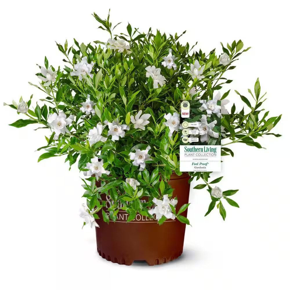 2 Gal. Fool Proof Gardenia, Evergreen Shrub with Pure White Blooms