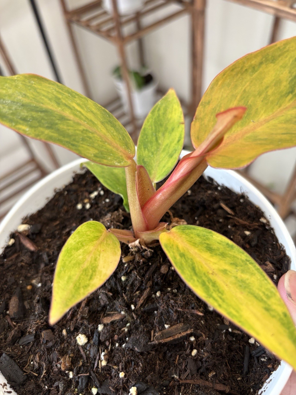 Philodendron Quadcolor Variegated 6″ Pot Rare Exact Plant #070