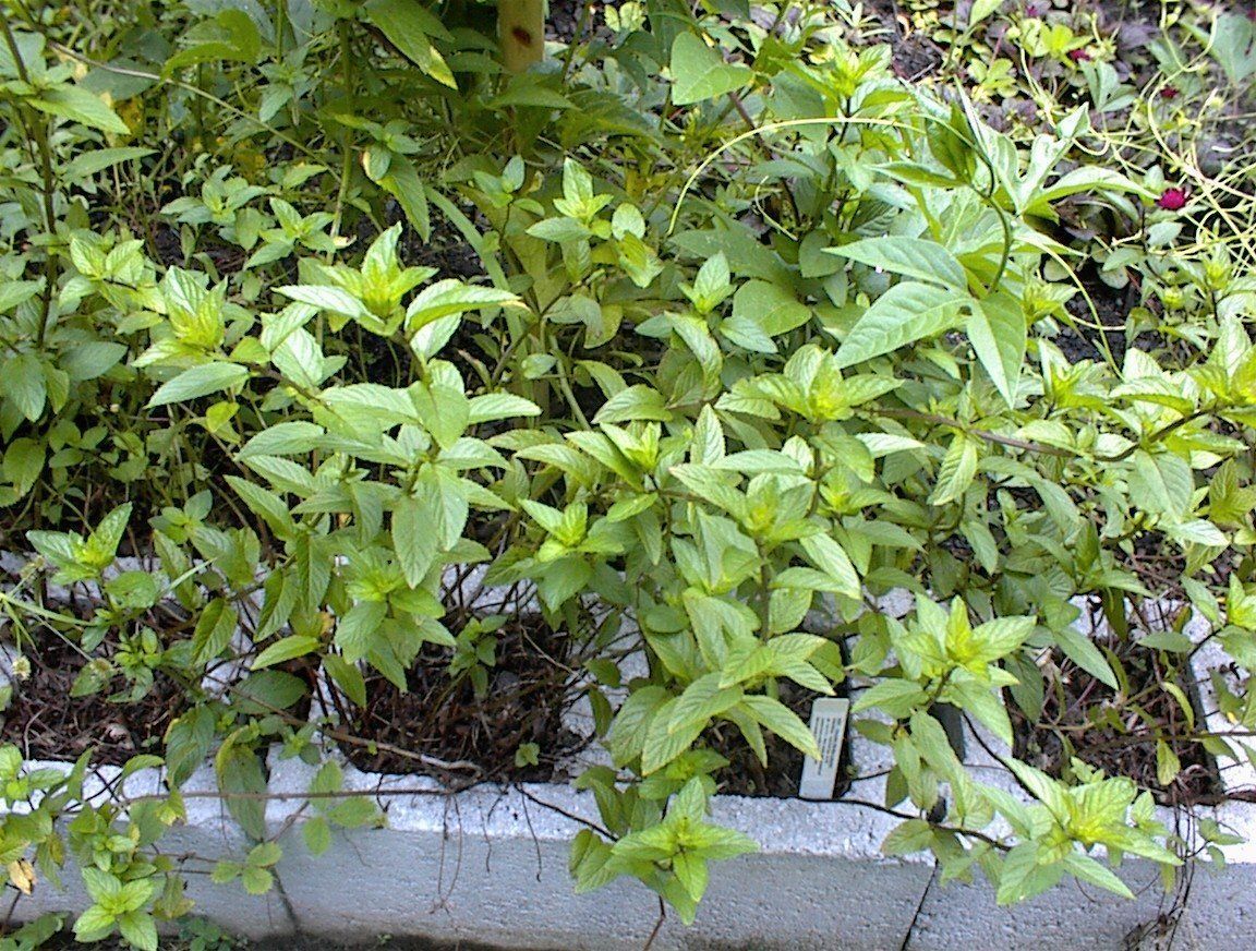 Mint Chocolate Scented Herb Plant 25 + Seeds Home Grown USA Seller