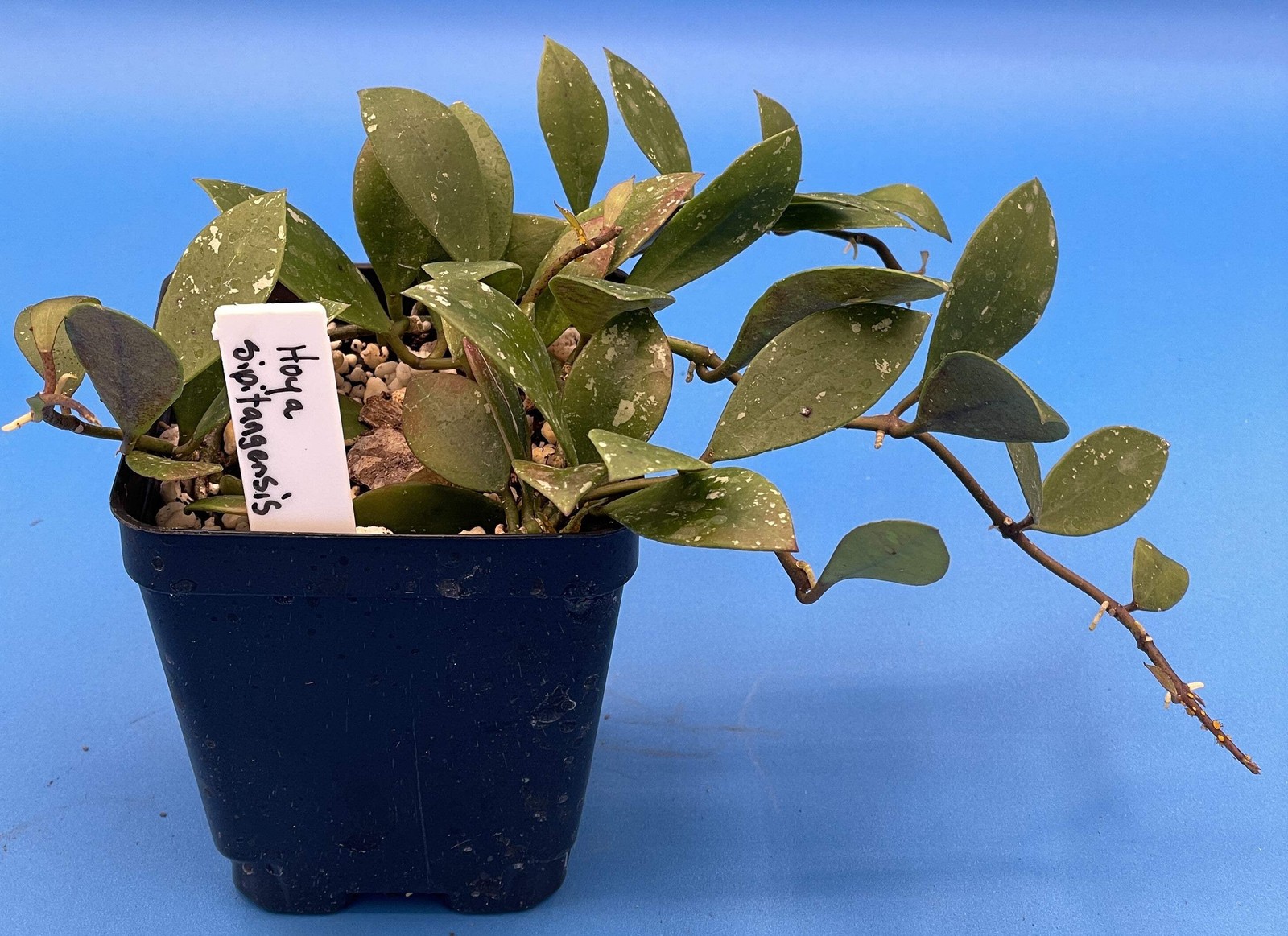 Hoya Sipitangensis – Rooted In 3.5″ pot – Multiple Nodes!