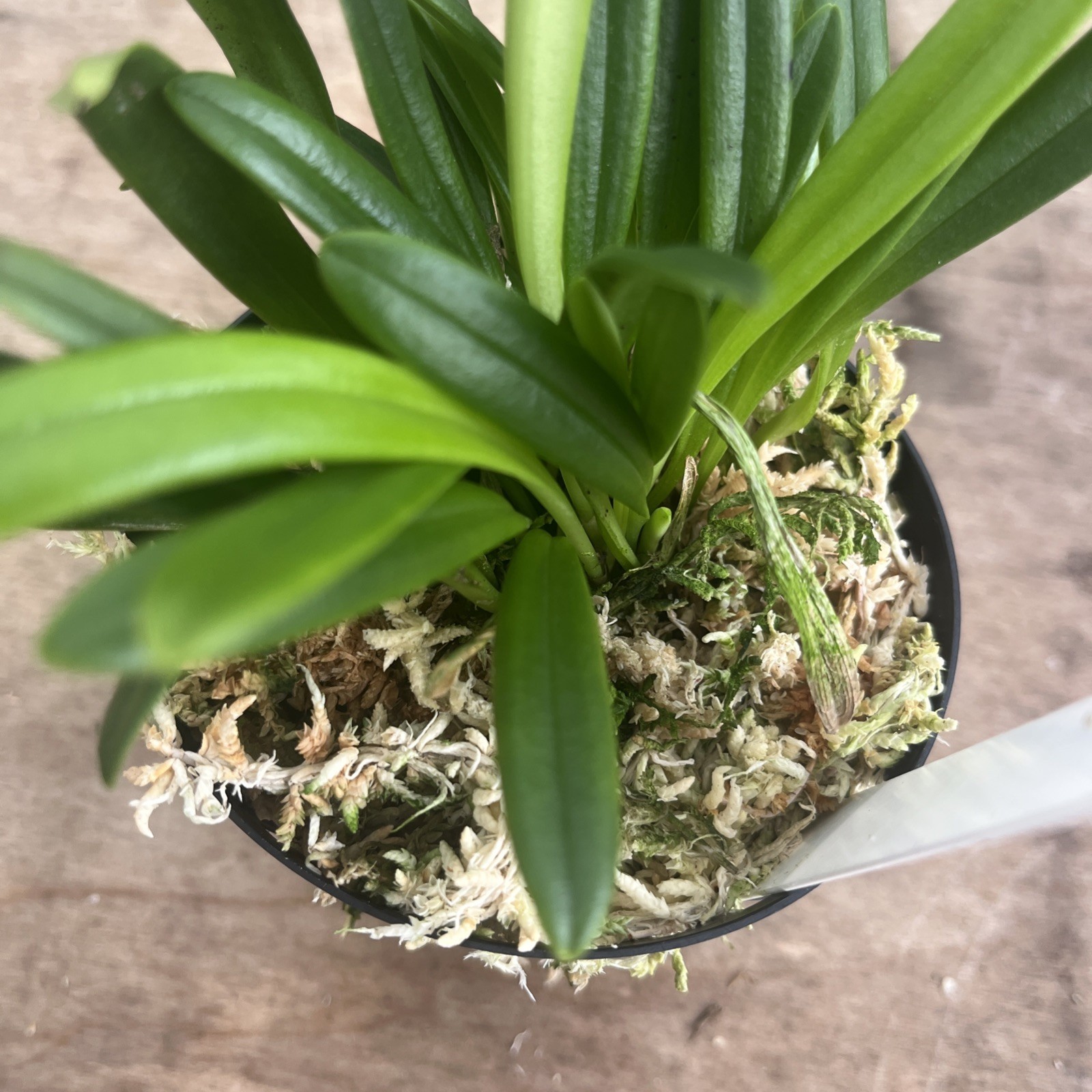 Masdevallia Herradurae 3.5” Pot