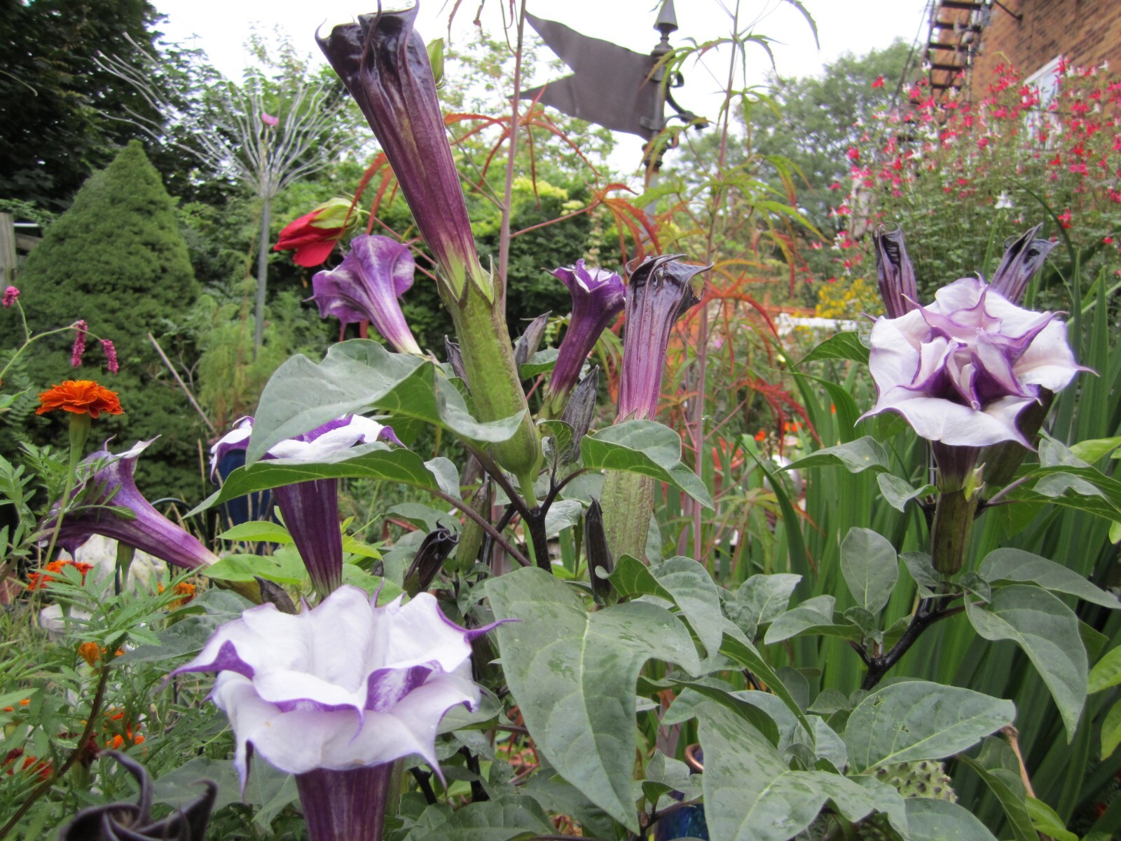 Double Purple Angel Trumpet Datura/ Brugmansia Cousin Fragrant – seeds 15