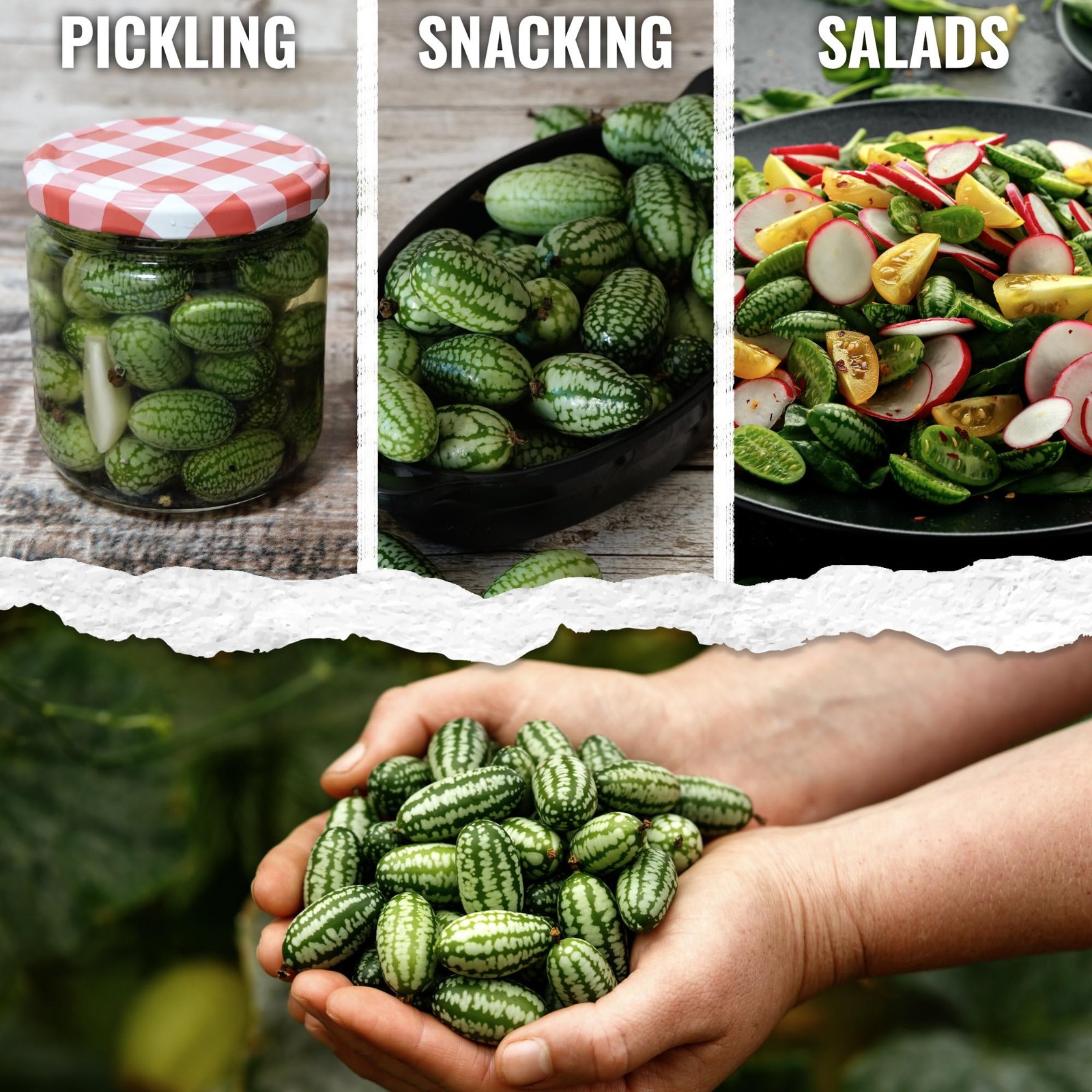 Cucamelon Seeds Grow Mexican Sour Gherkin Miniature Melons NonGMO &