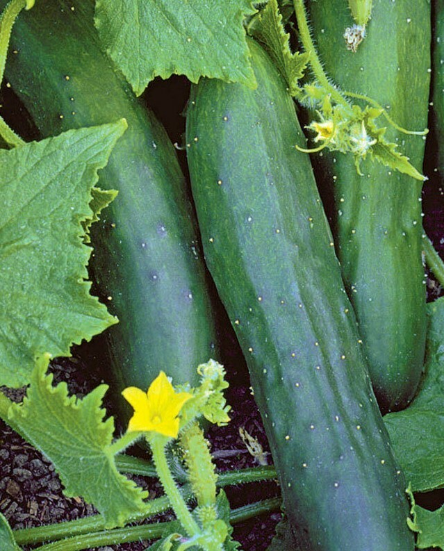 MARKETMORE 76 CUCUMBER SEEDS 50+ Vegetables COOKING culinary FREE SHIPPING