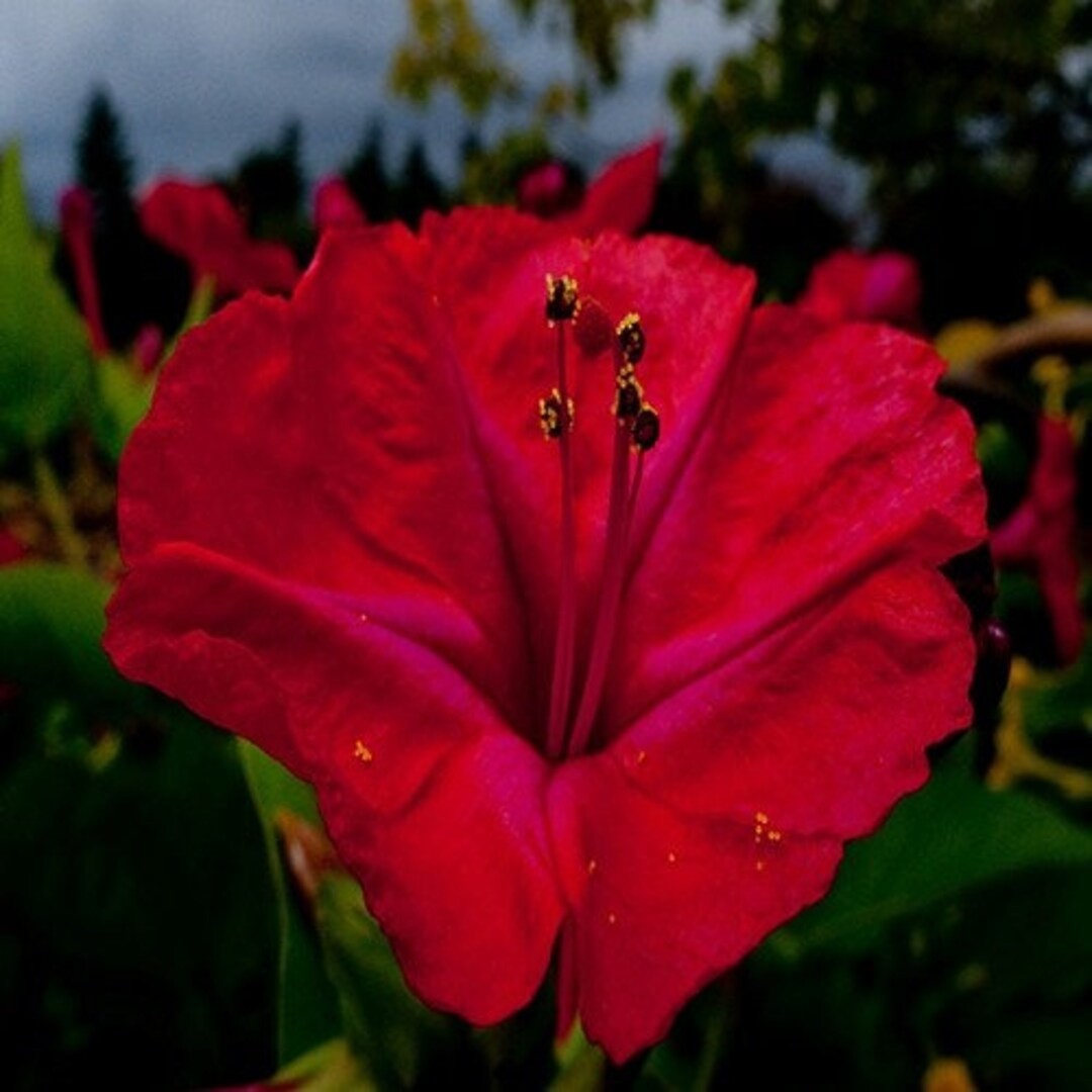 Four O’Clock Seeds Red, Mirabilis Jalapa 50 Seeds Free Shipping!