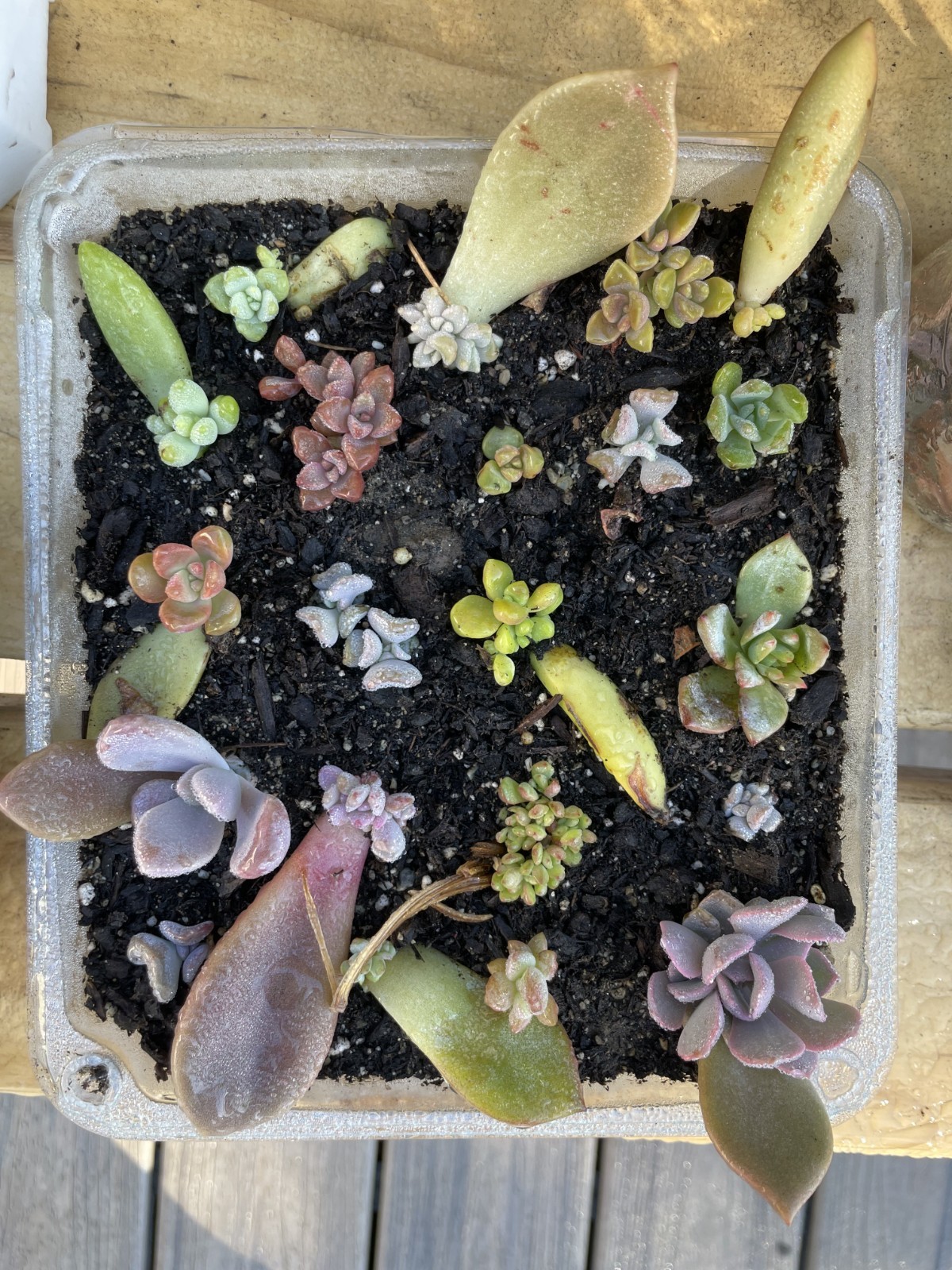 20 Succulent Plants Leaves for Propagation Assorted Variety Starter for Beginner