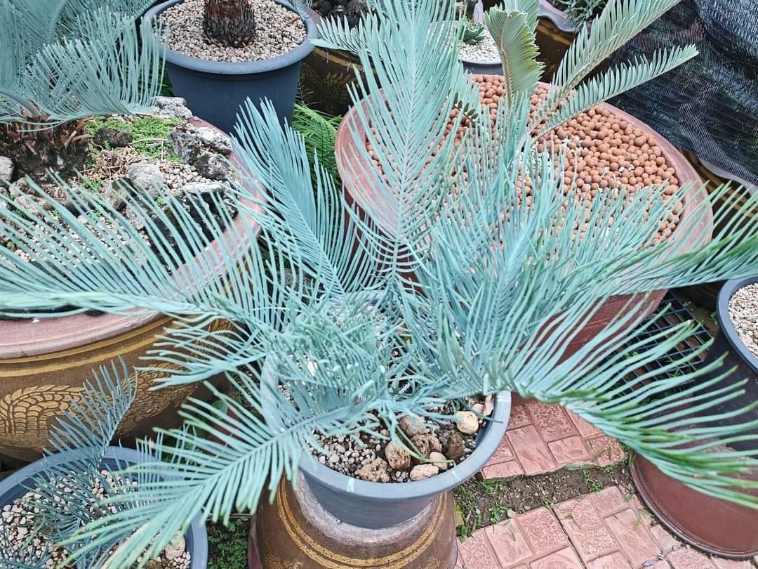 RARE BLUE AUSTRALIAN CYCAD CYCAS CAIRNSIANA