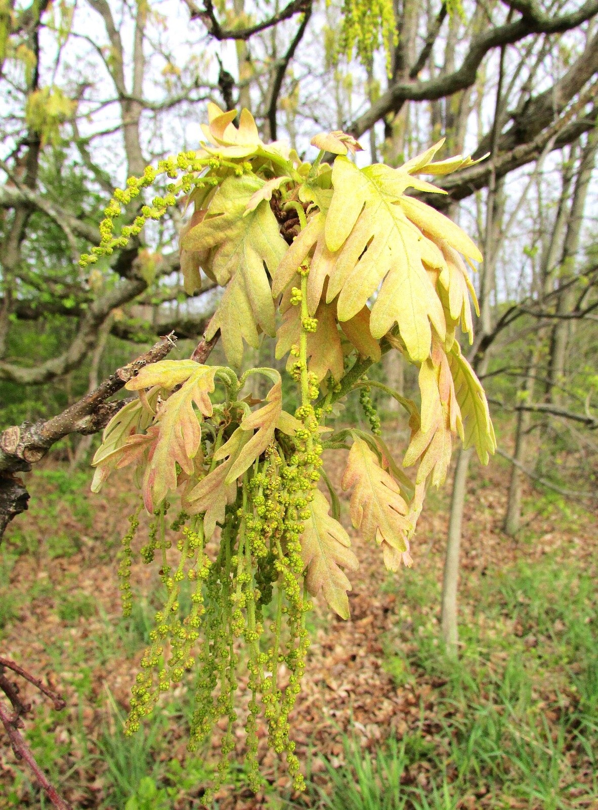 Swamp White Oak Seeds – For 2026 Planting Quercus Bicolor Water Humidity