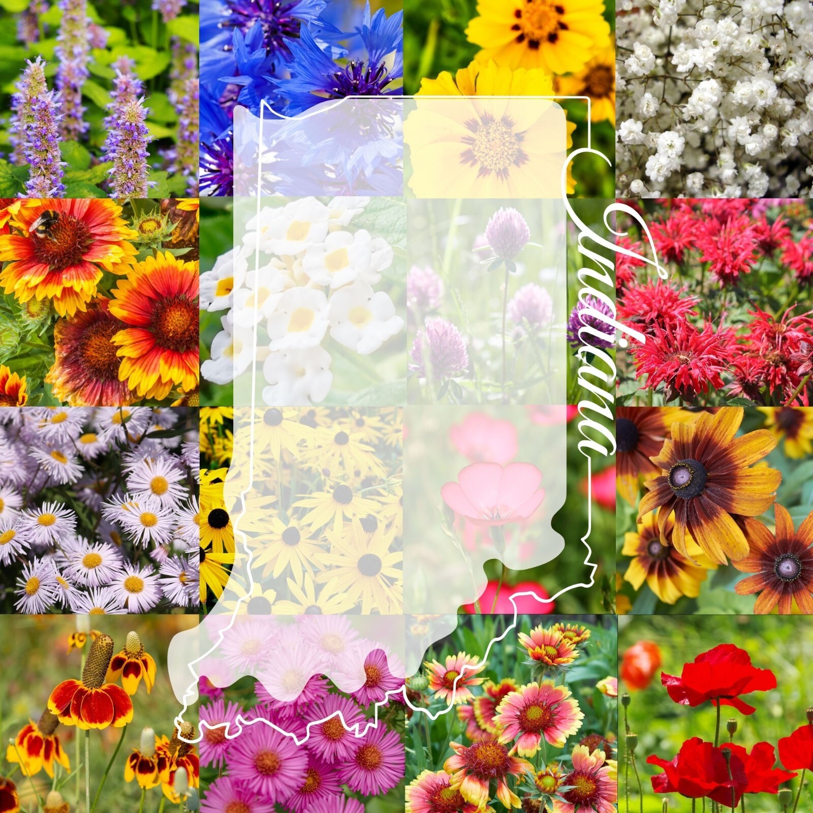 1 Pound Indiana Bulk Wildflower Seed Mix 1lb Covers 2,000sq-ft